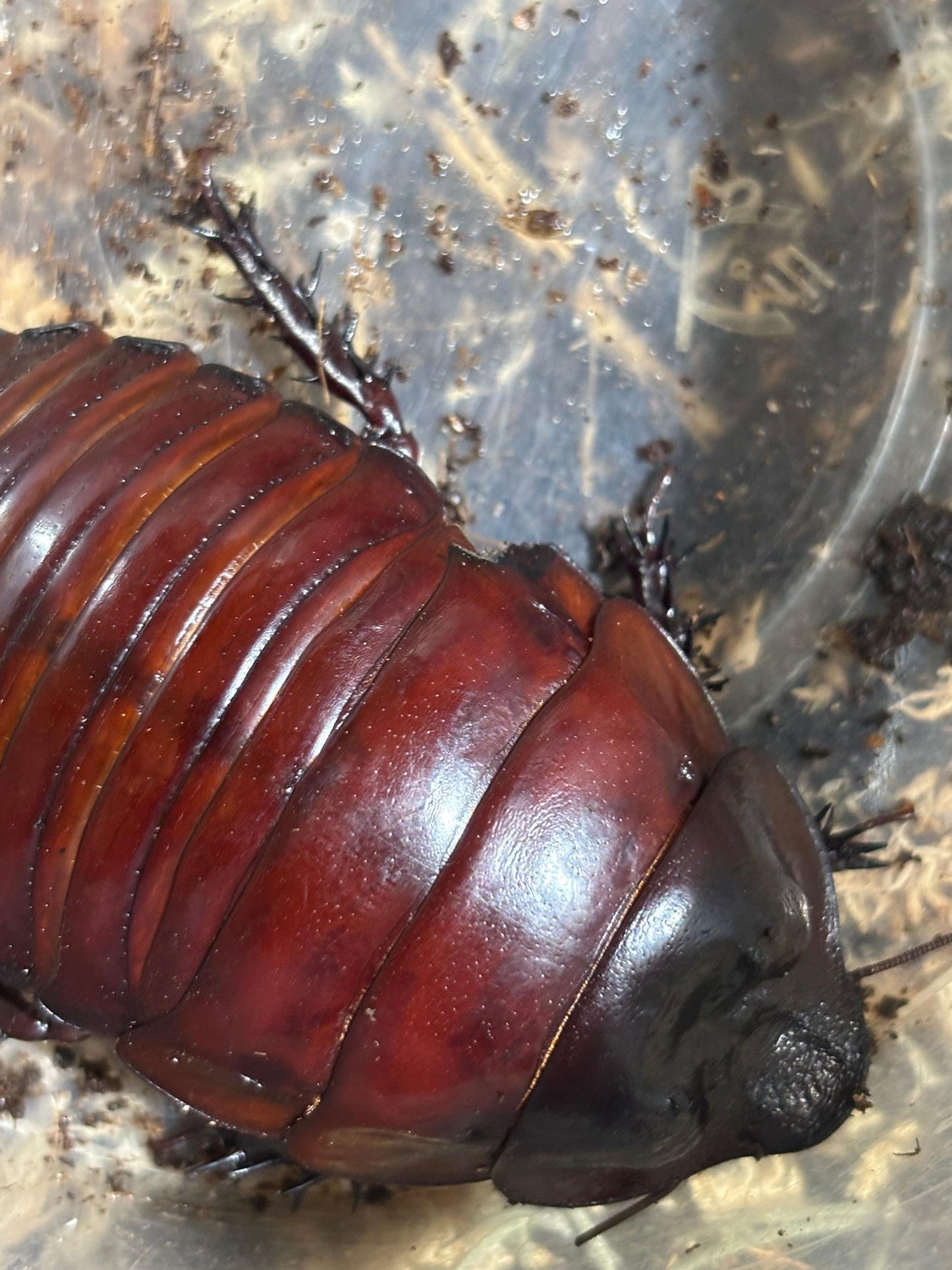 Mature male giant burrowing roaches.