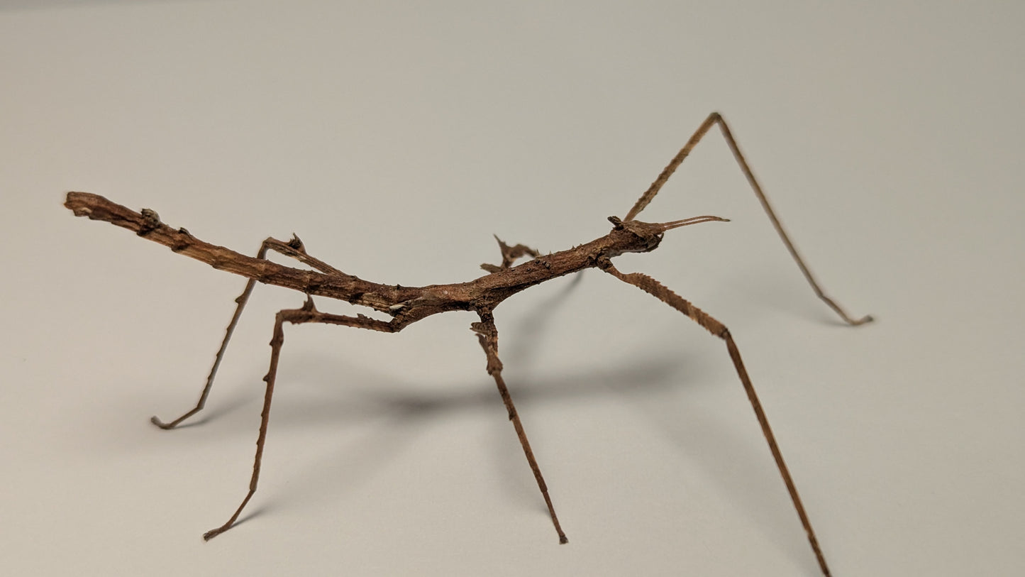 Crowned Stick Insect - Onchestus rentzi