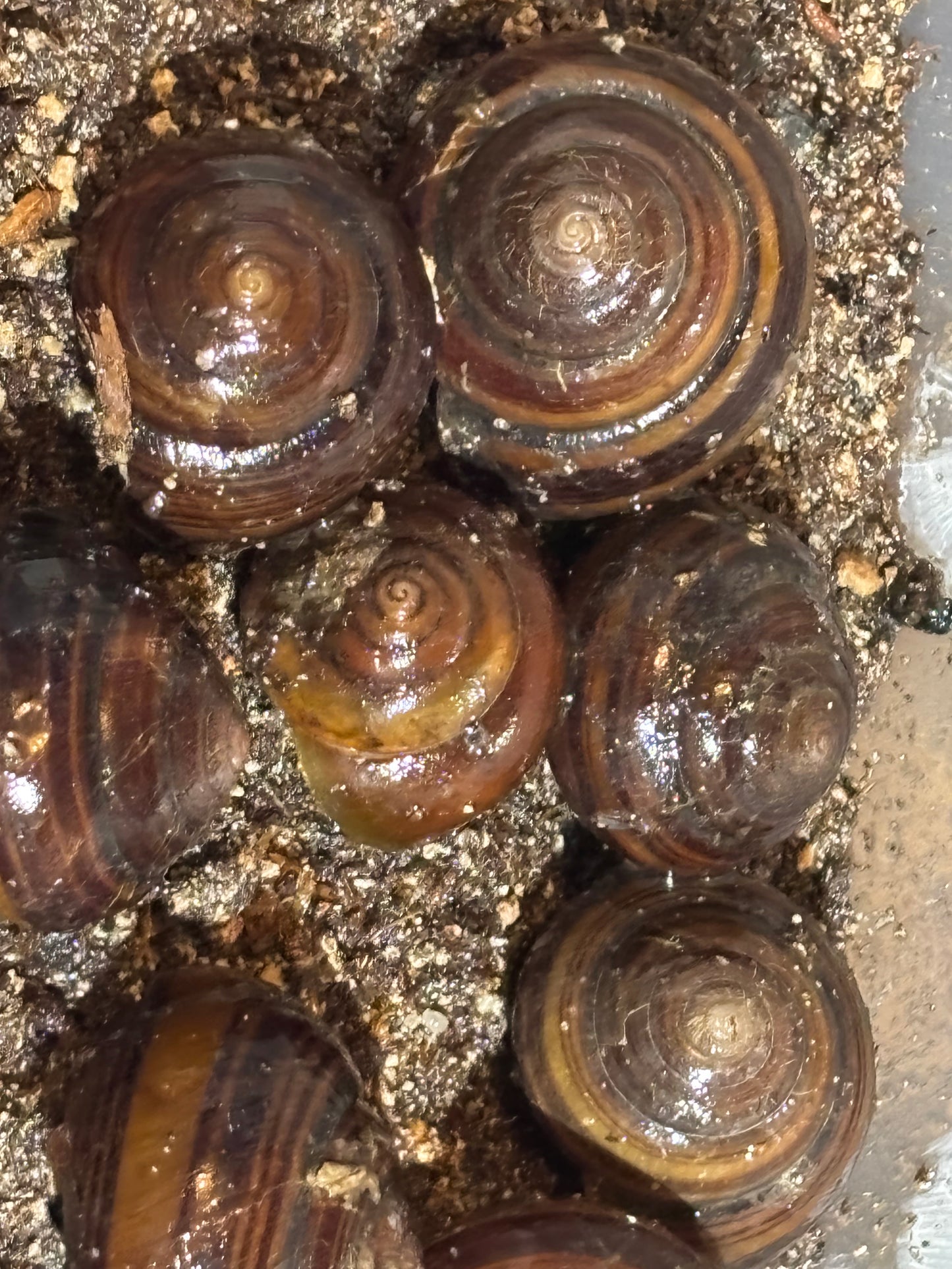 Sphaerospira informis snail juvenile.