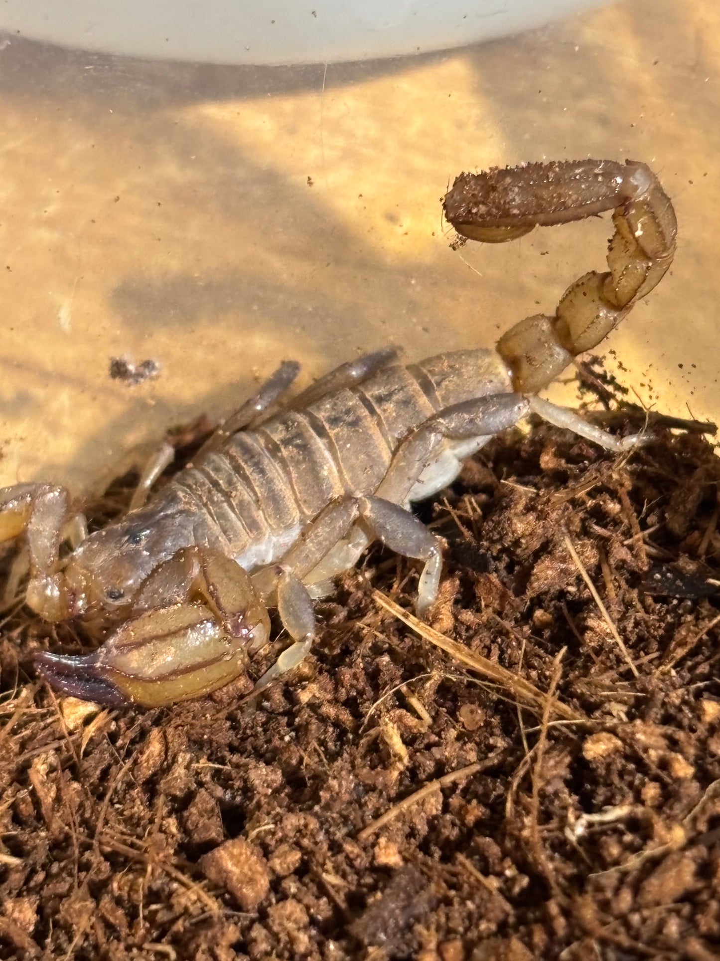 Urodacus armatus male.