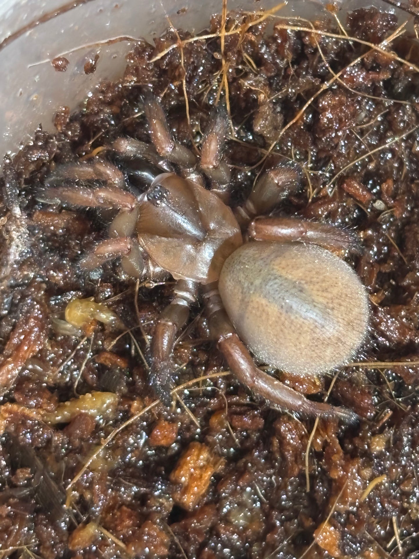 Blakistonia aurea.