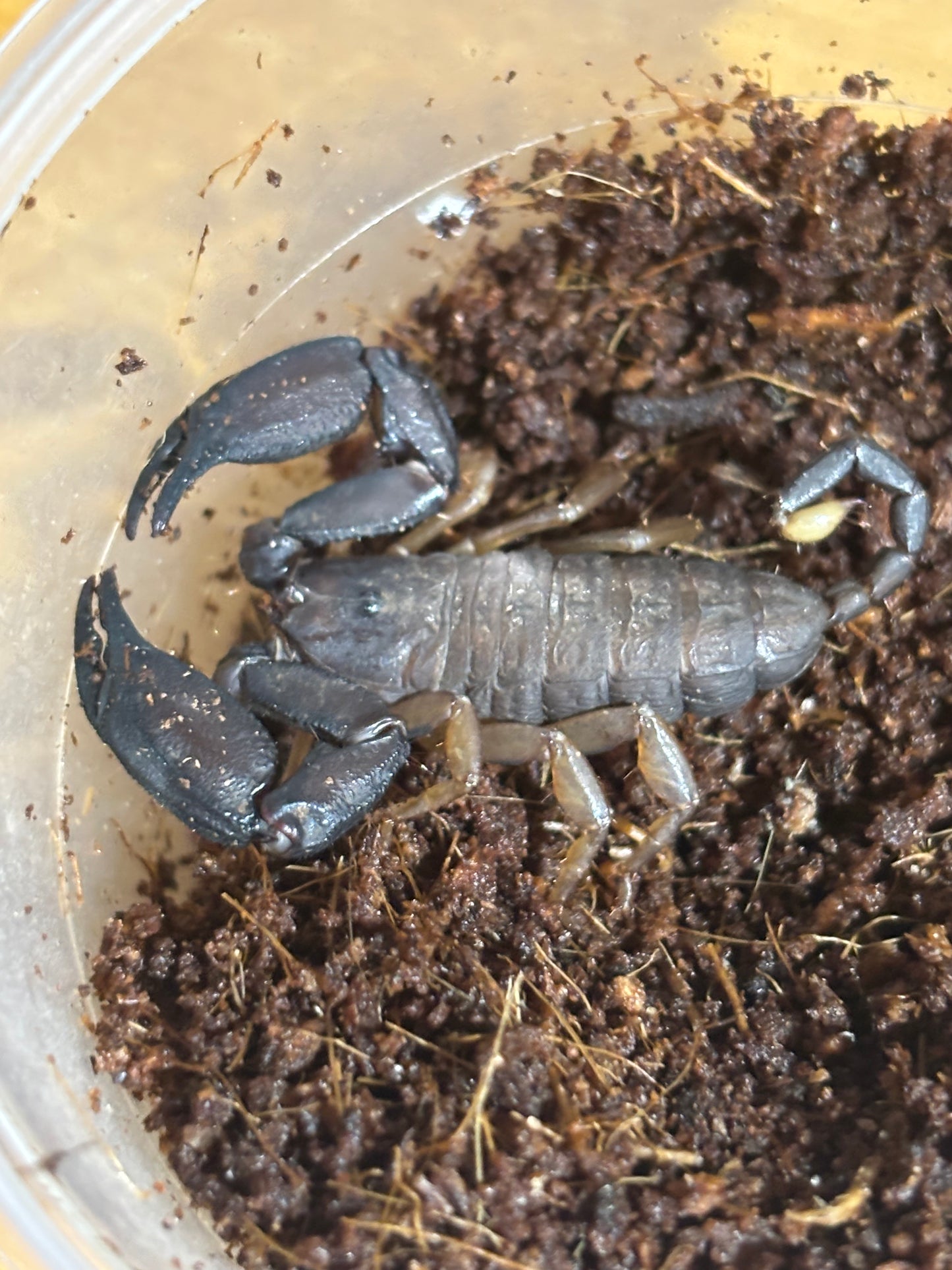 Rainforest scorpion male, Hervey Bay locale.