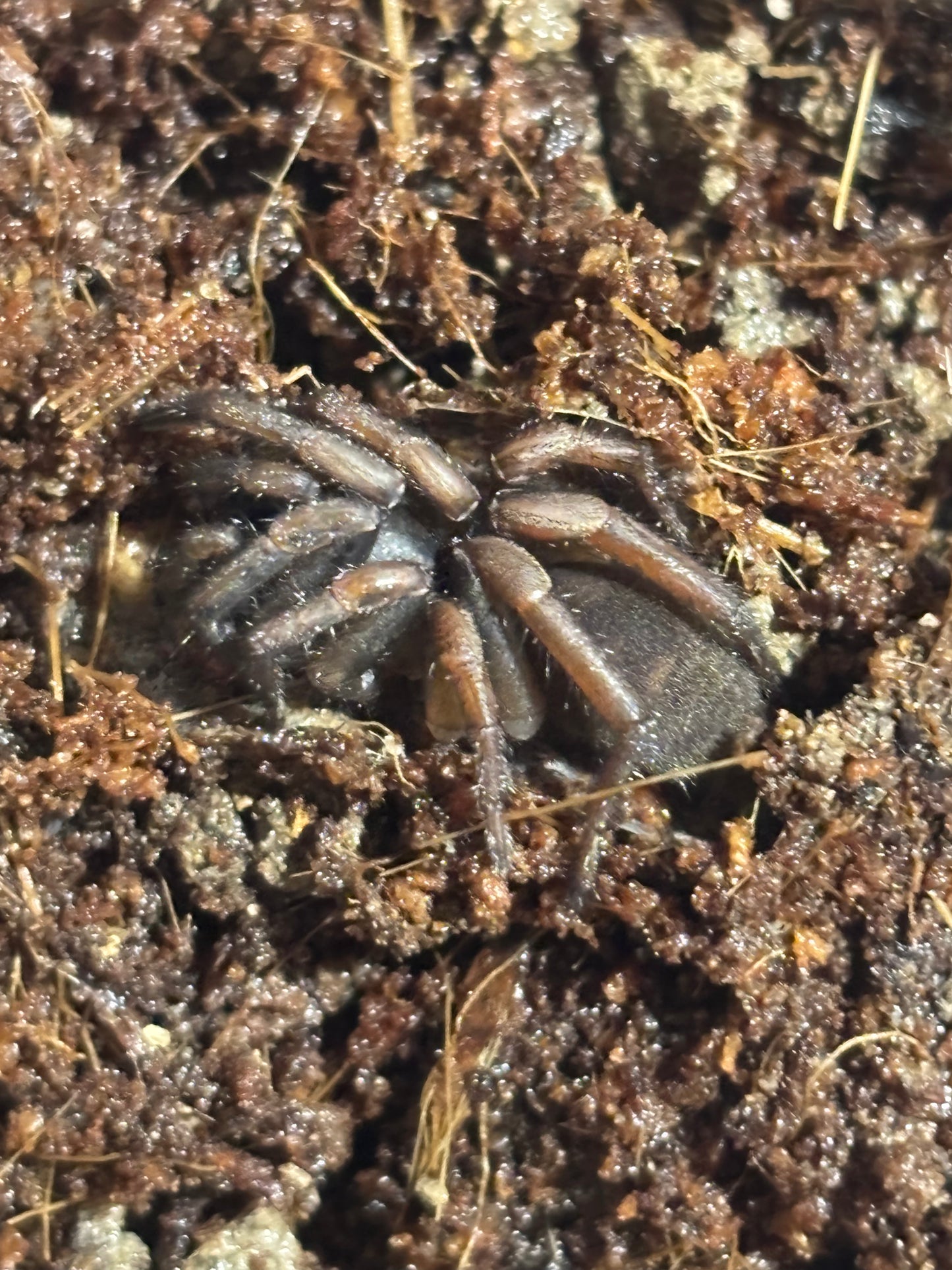 Arbanitis Mt Glorious sling.
