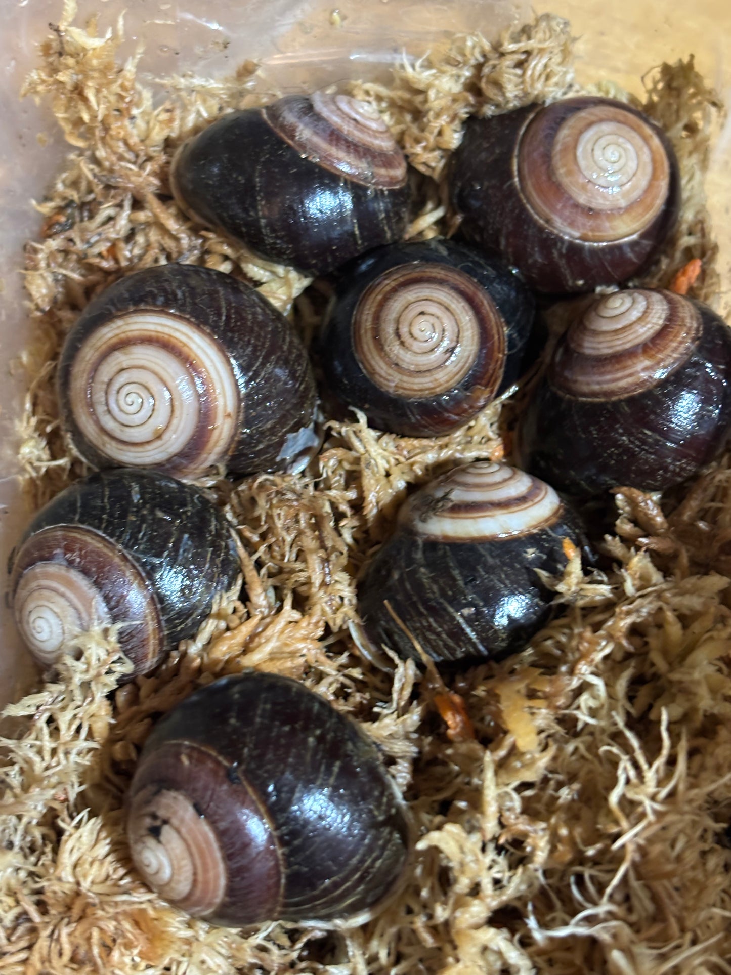 Figuladra barneyae snail.