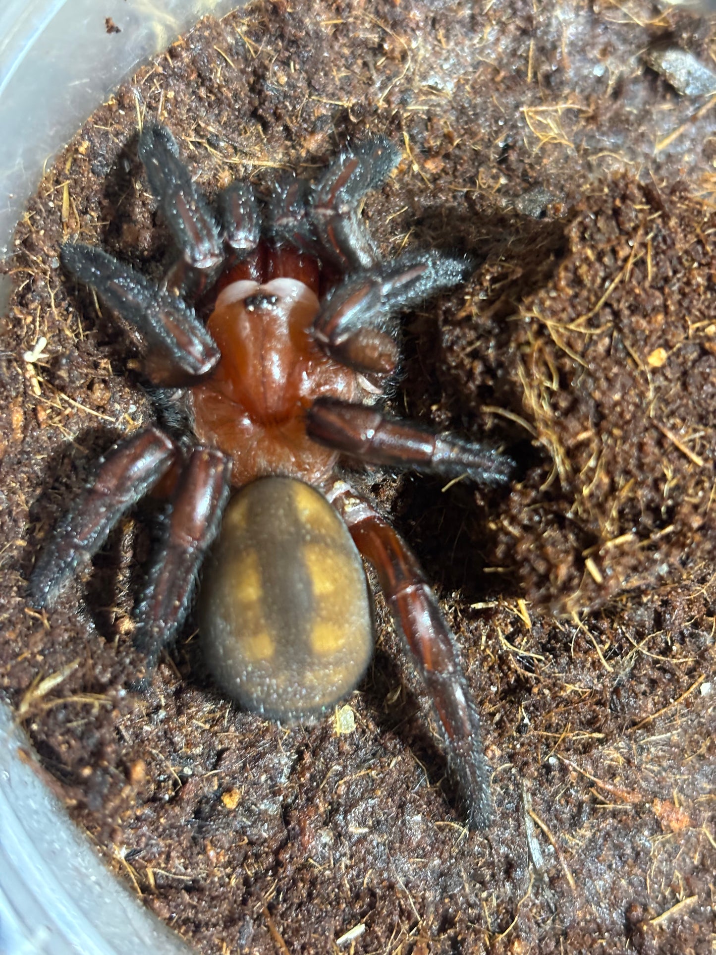 Euoplos regalis big.