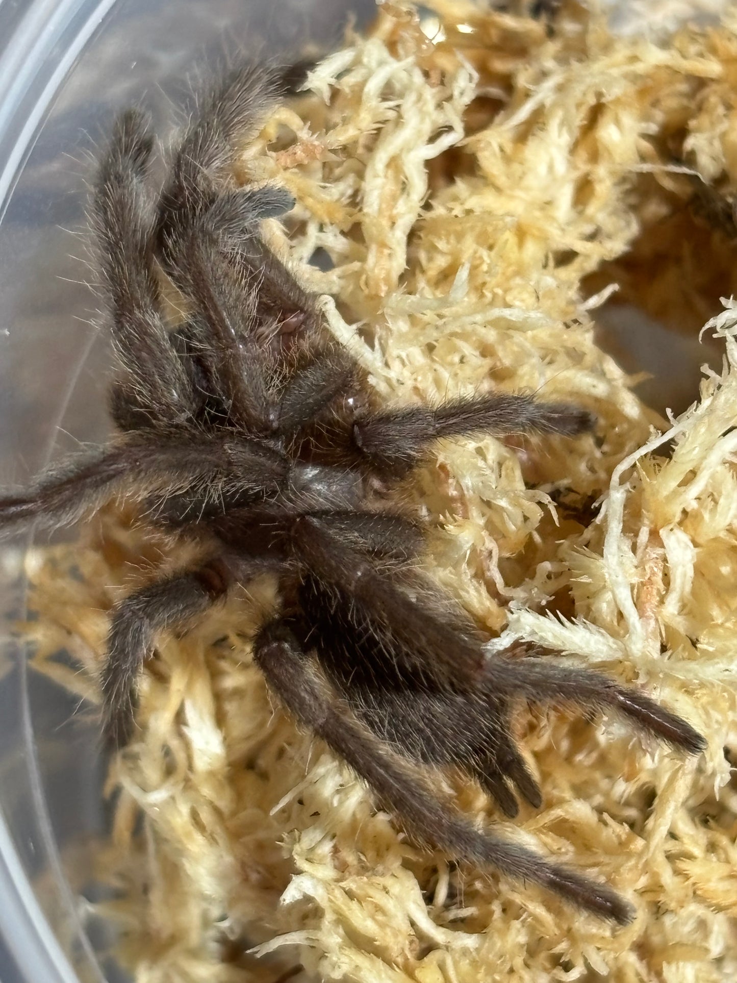 Phlogius pq113 , 40mm leg span.