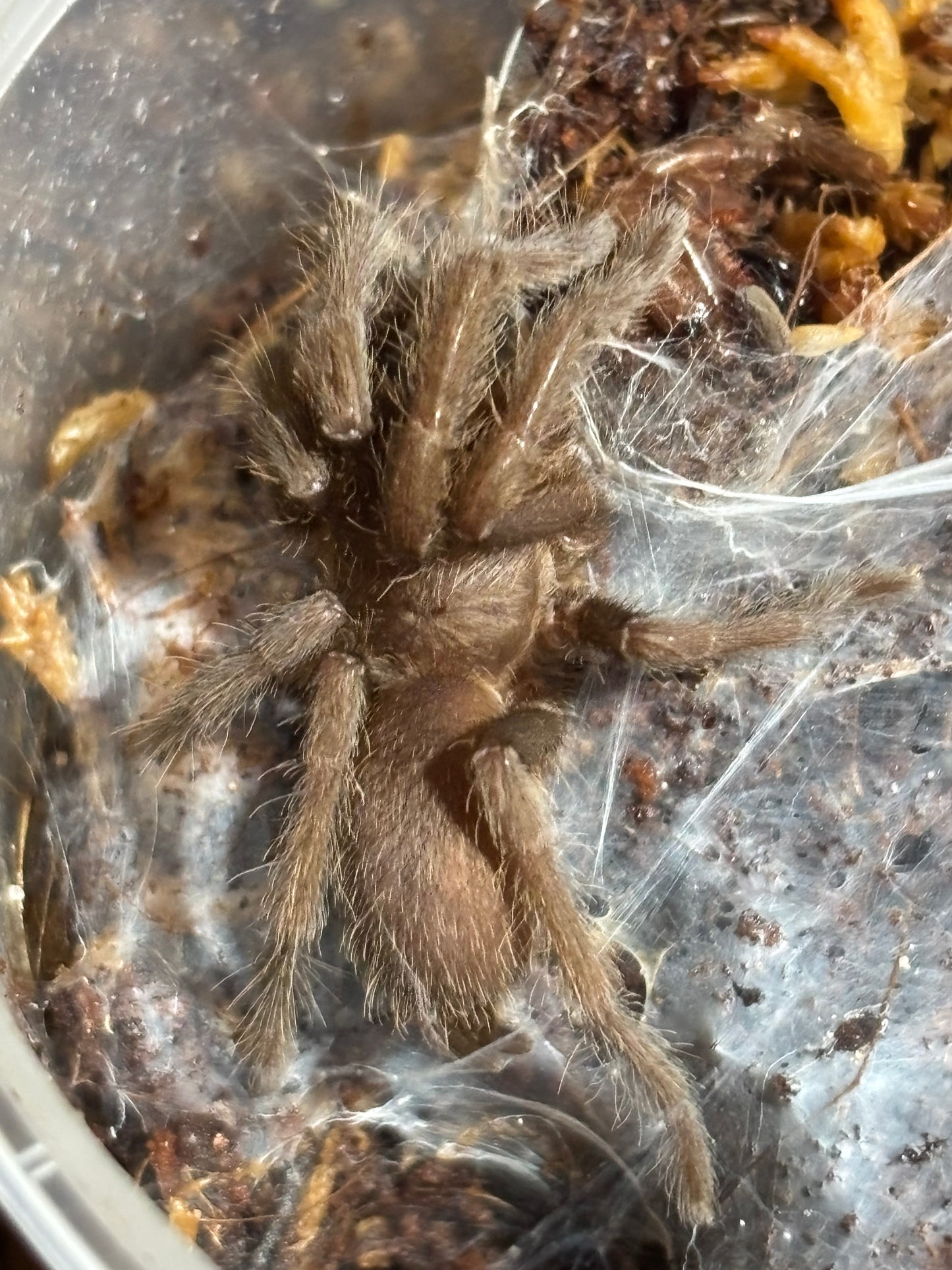 Western form pq113, 40mm leg span.