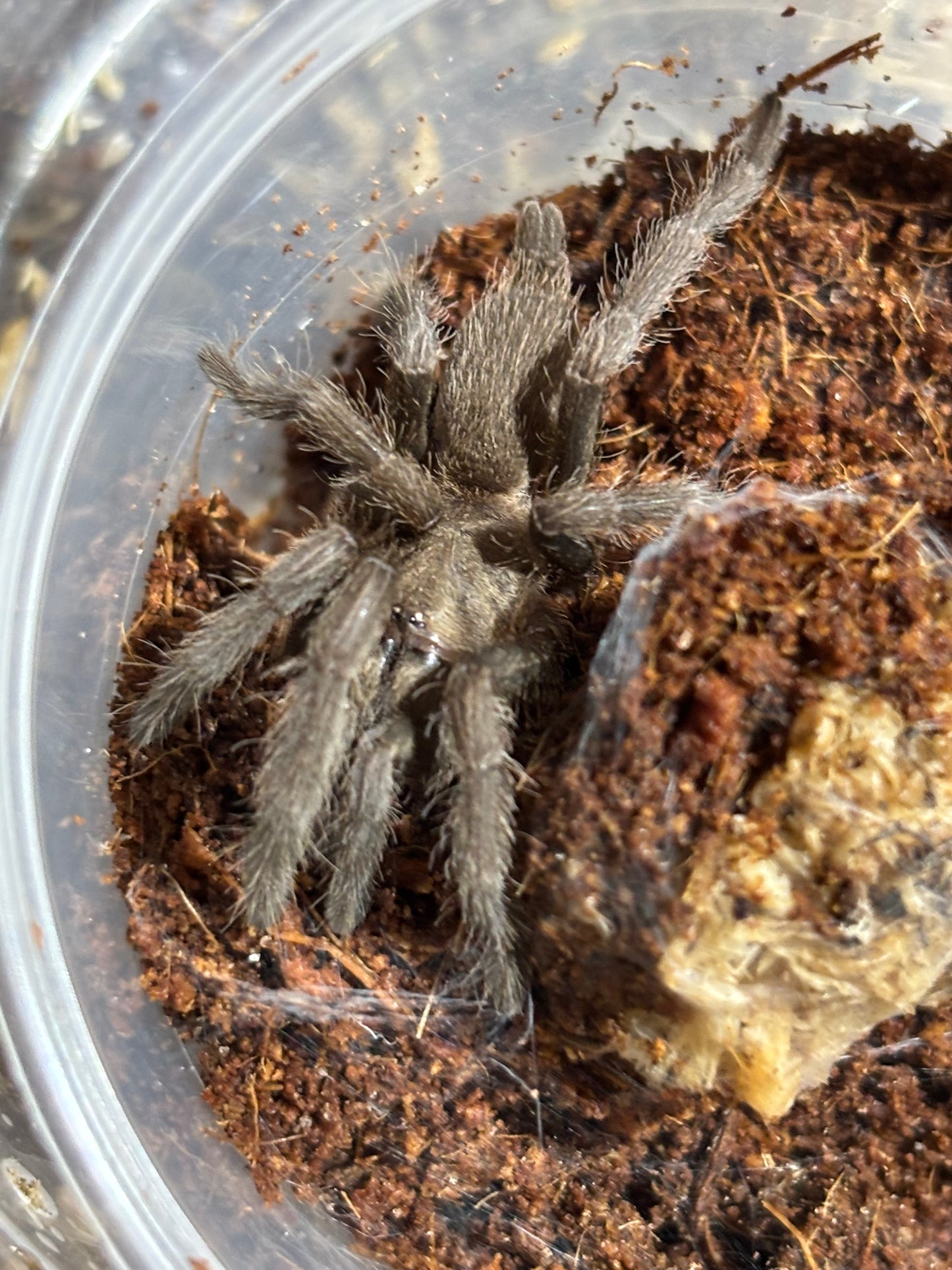 Phlogius Proserpine , between 60mm to 70mm leg span unsexed.