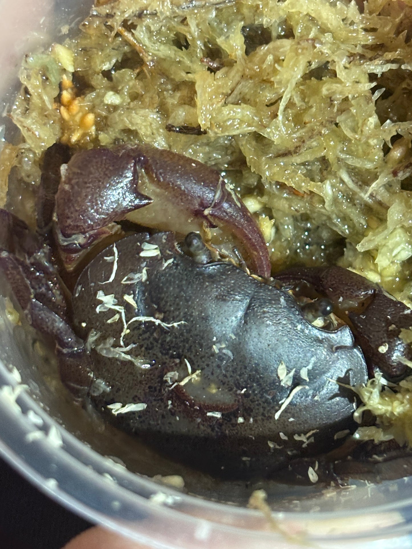 Fresh water crab male large.