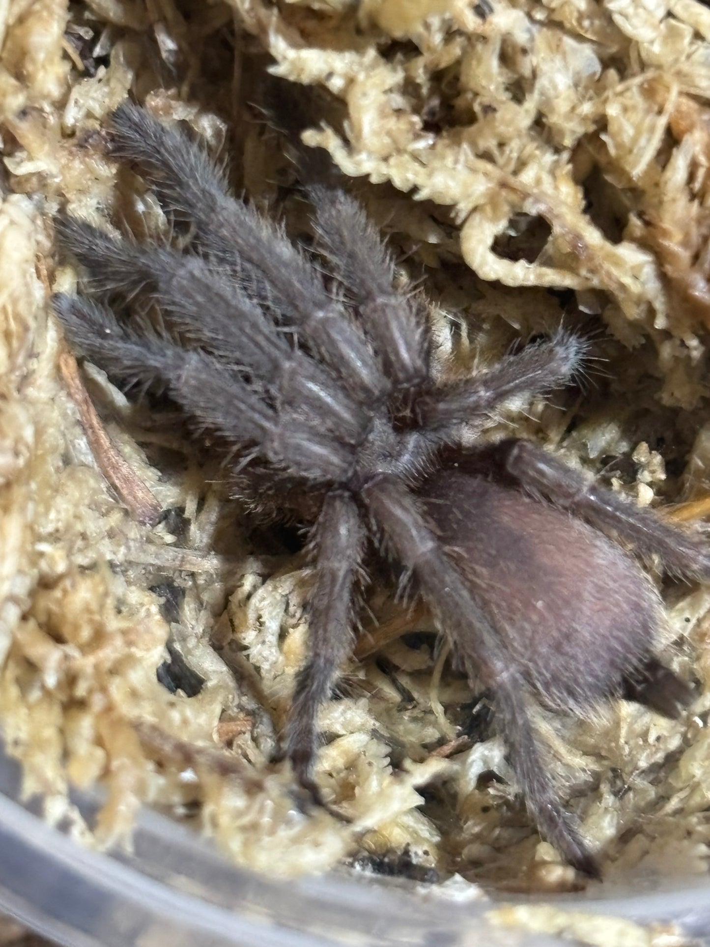 Phlogius hann 50mm leg span.