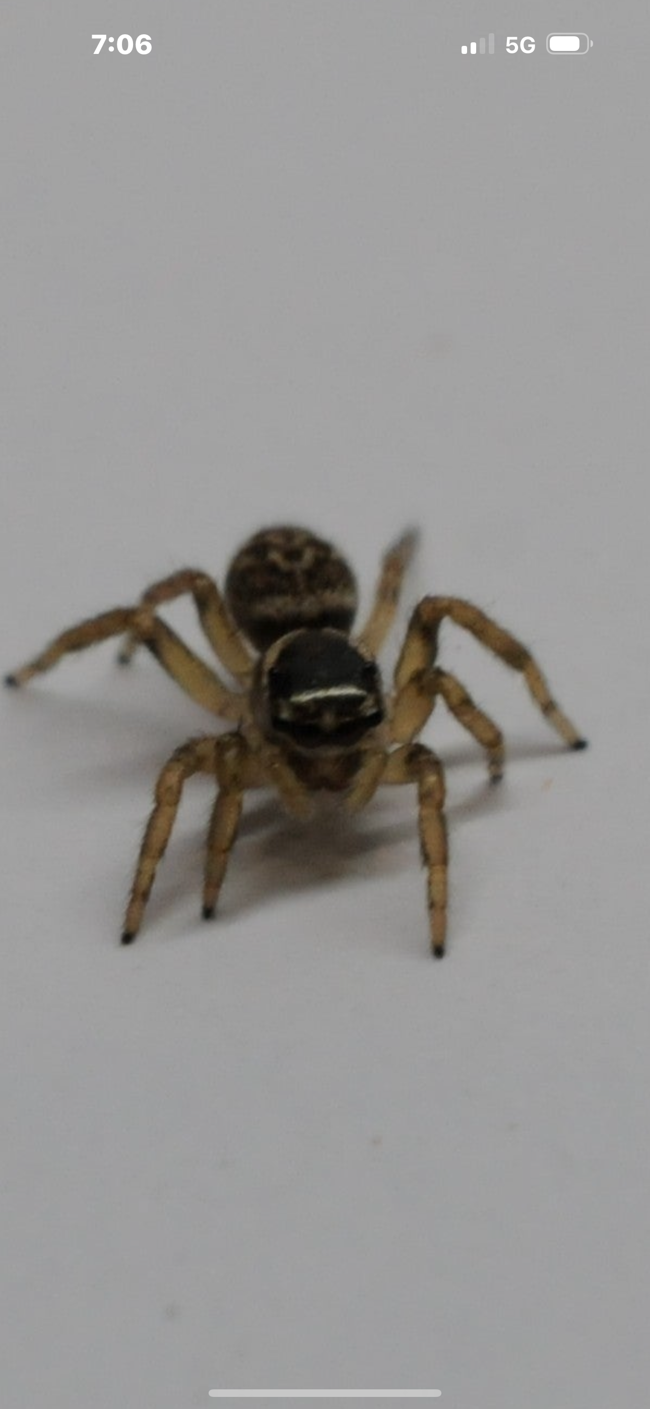 Maratus griseus - Adult Females - Central Coast