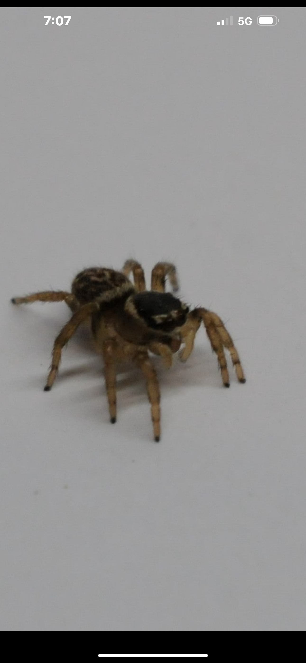 Maratus griseus - Adult Females - Central Coast