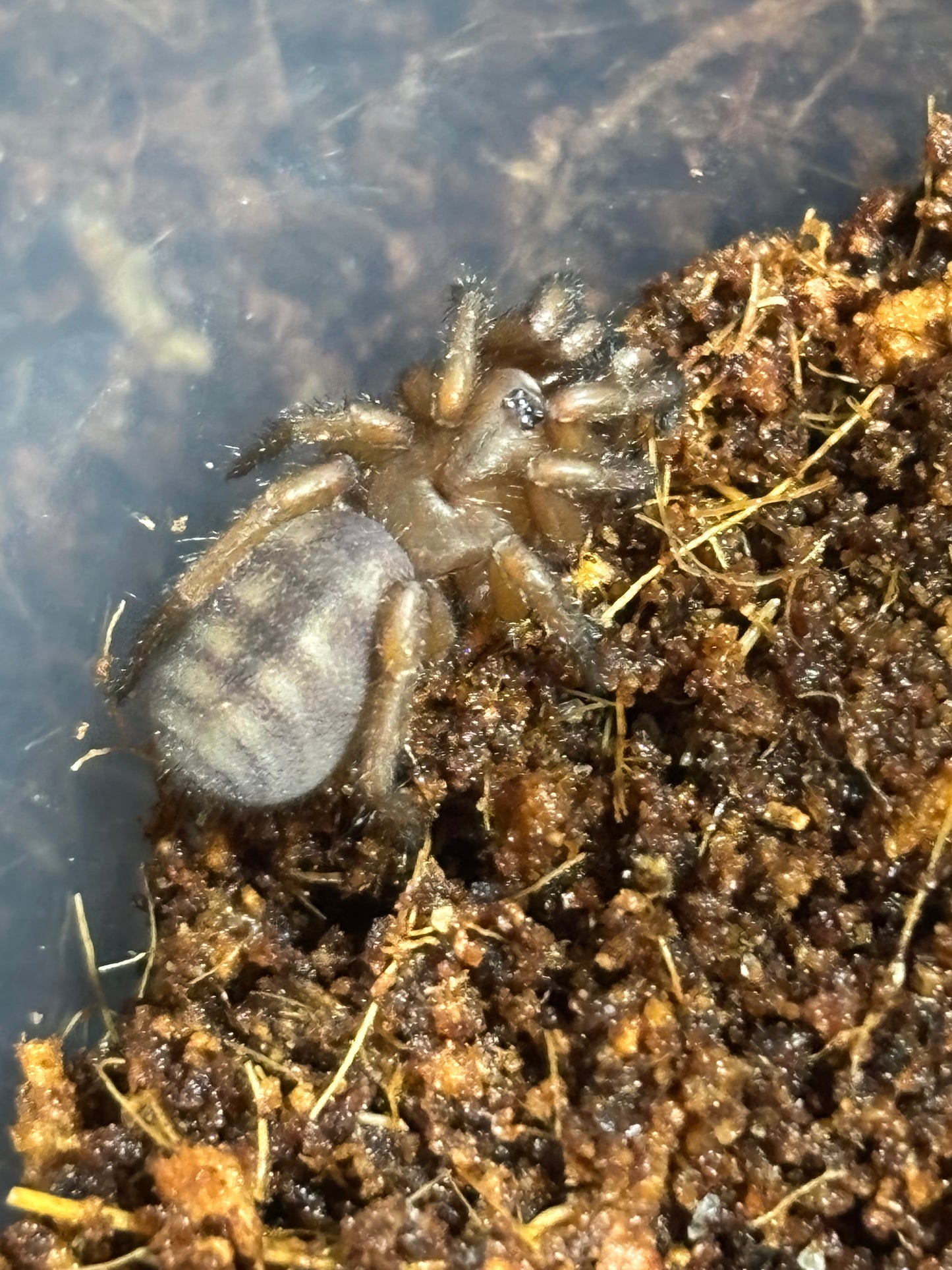 Lid building Arbanitis orange captive bred sling.