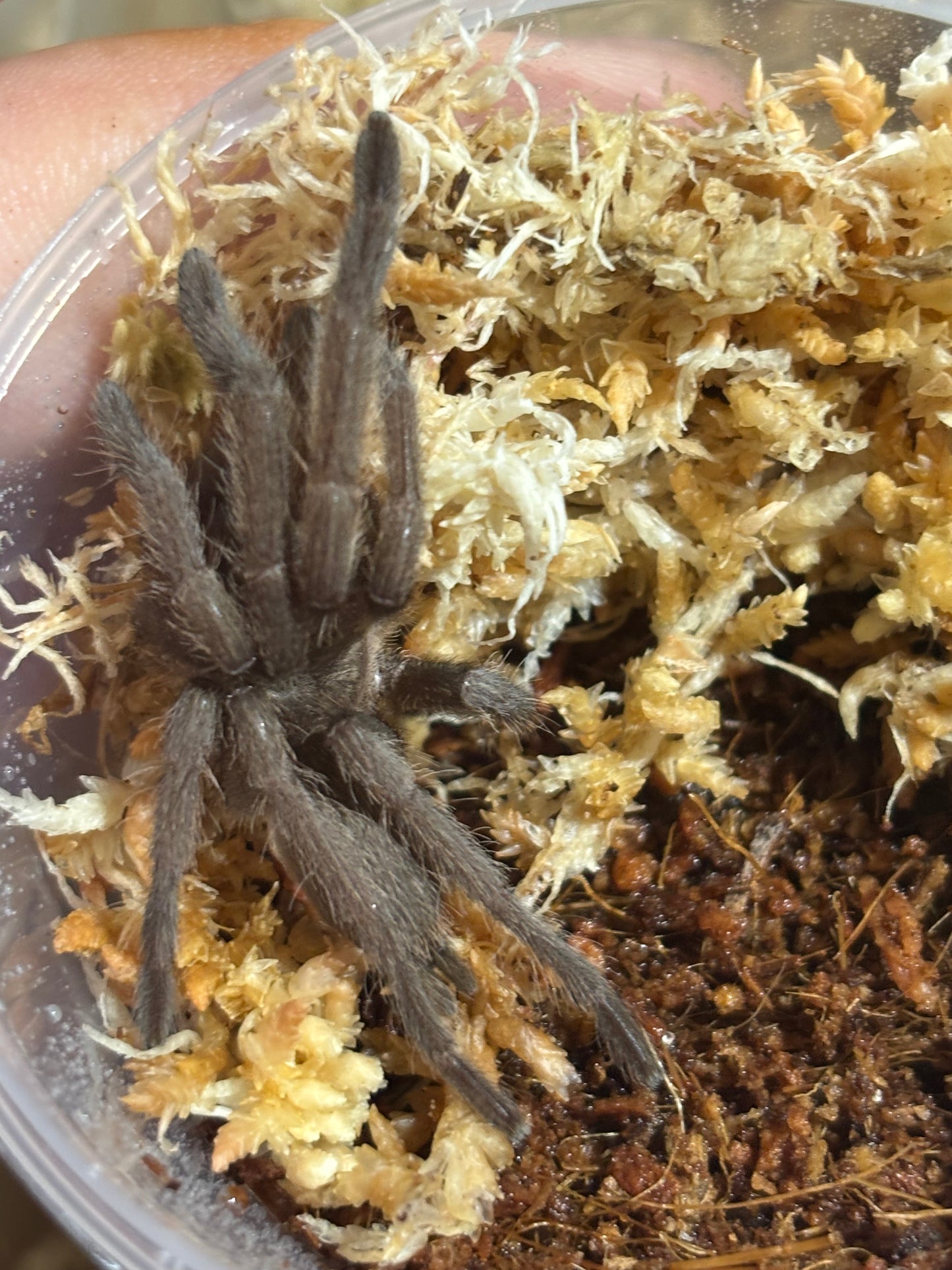 Phlogius pq113, 50mm leg span