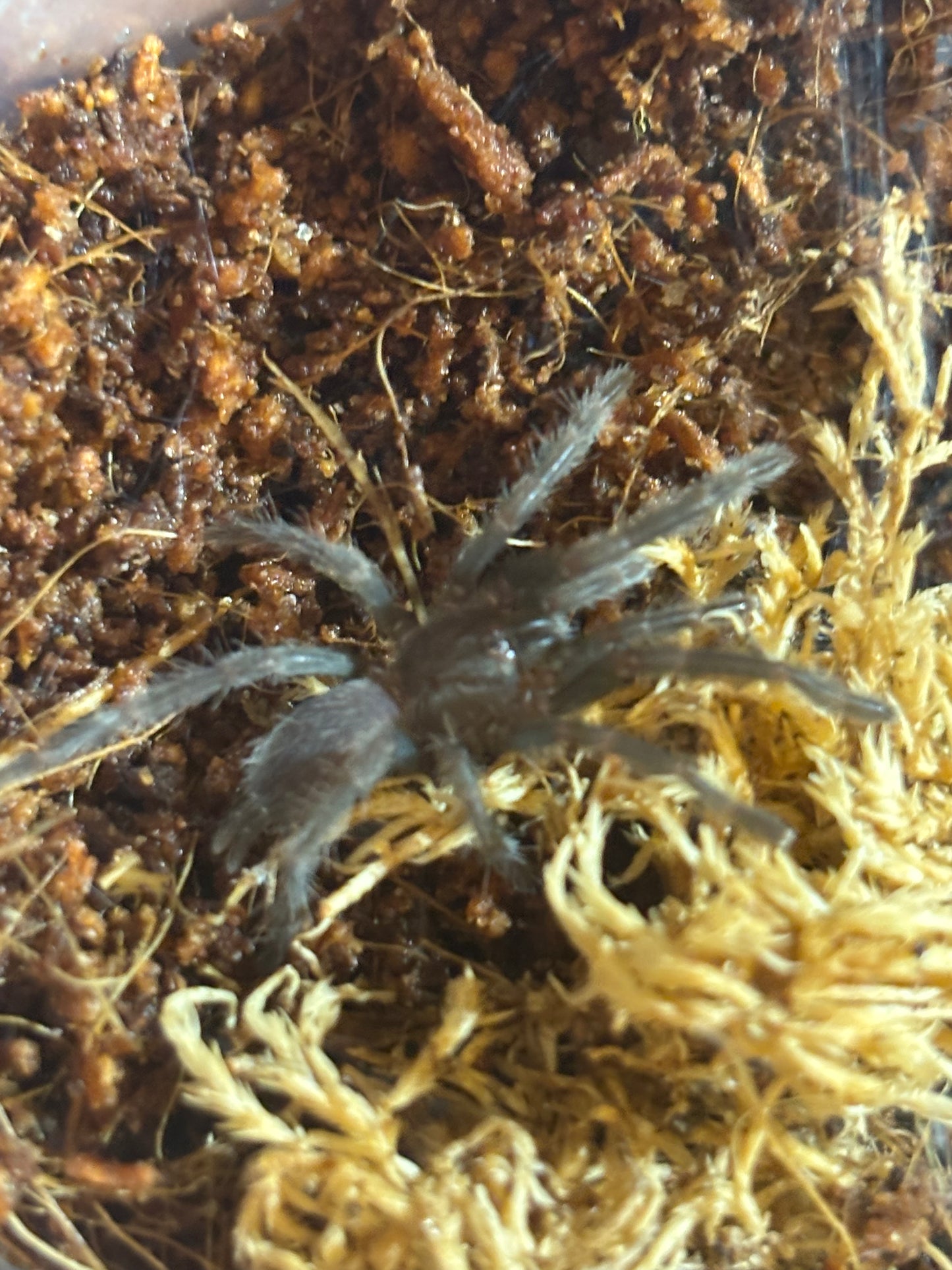 Phlogius Proserpine sling.