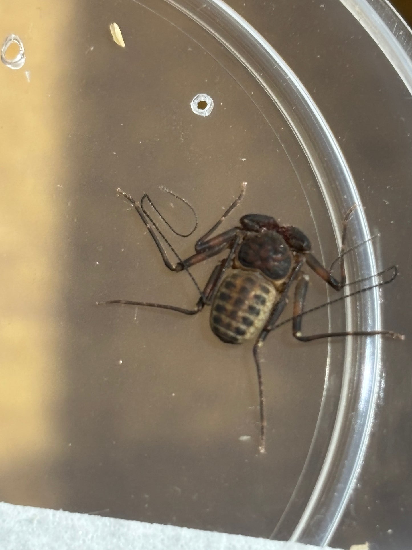 Whip scorpion