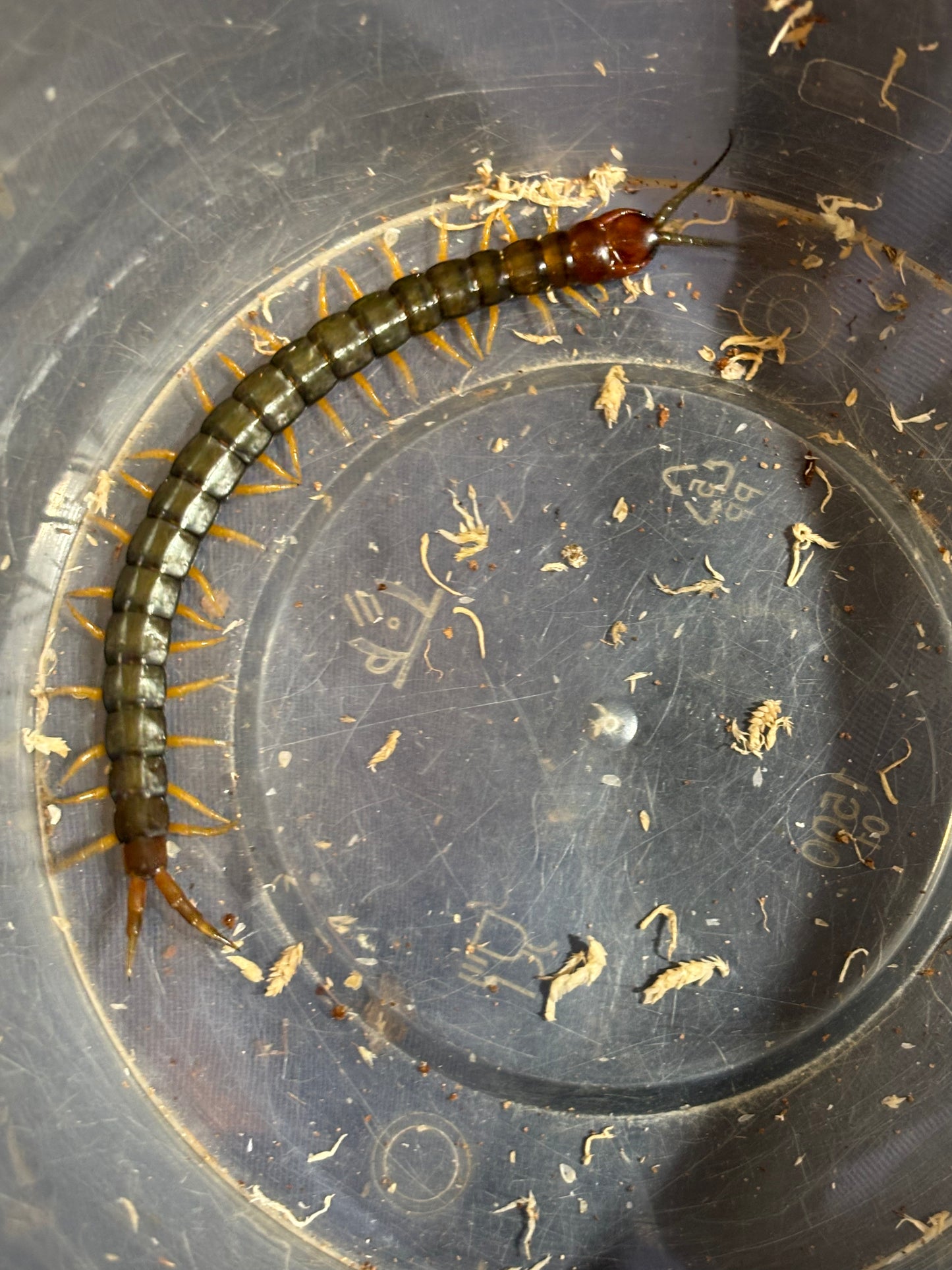 Cormocephalus aurantiipes Rockhampton.