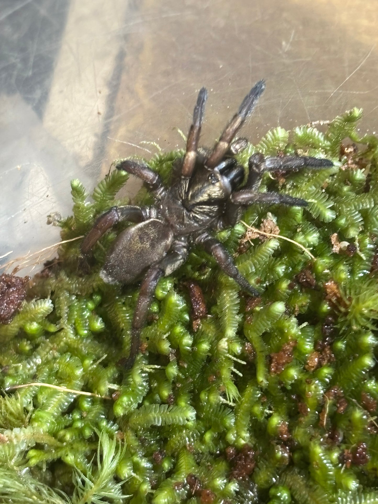 Arbanitis sp1 carrai.