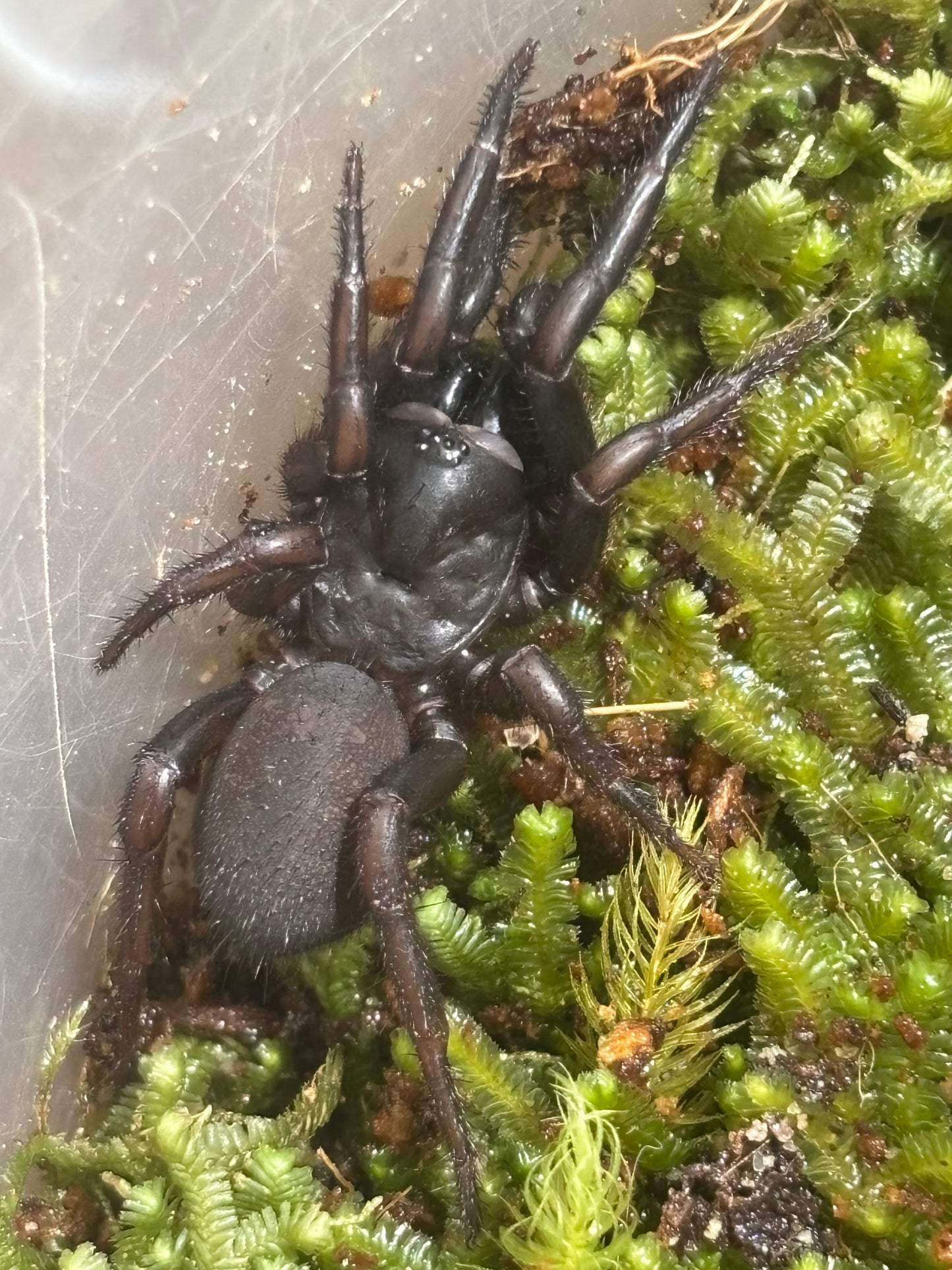 Cataxia sp Lakeland.