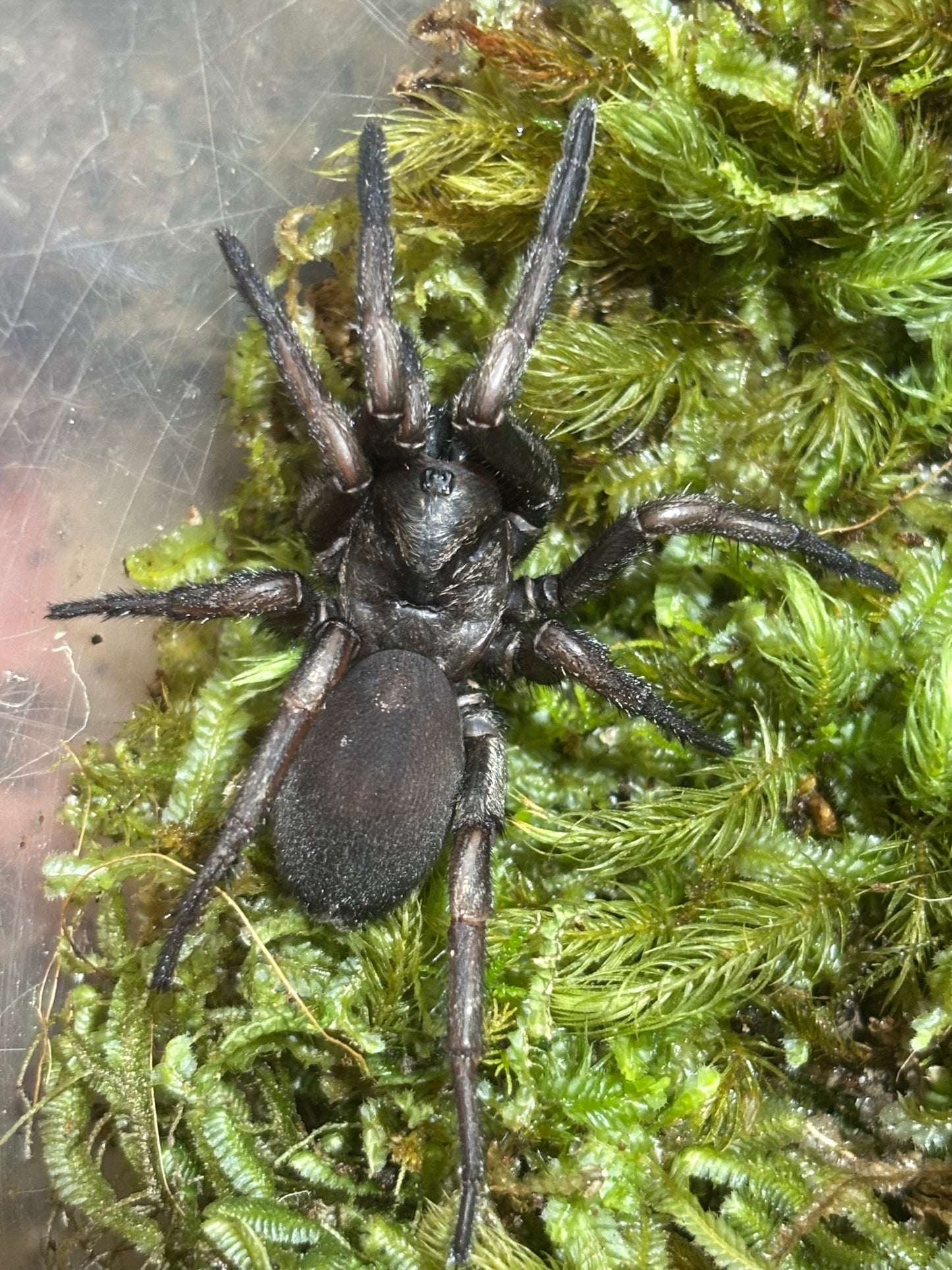 Arbantis sp1 pine brush.