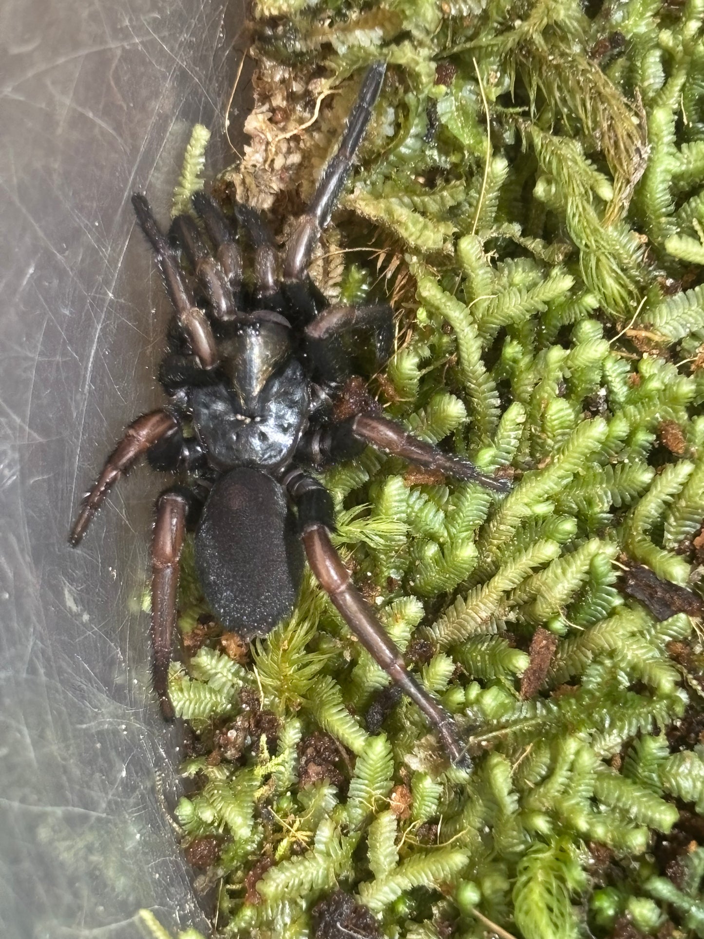 Arbanitis sp port Macquarie juvenile.