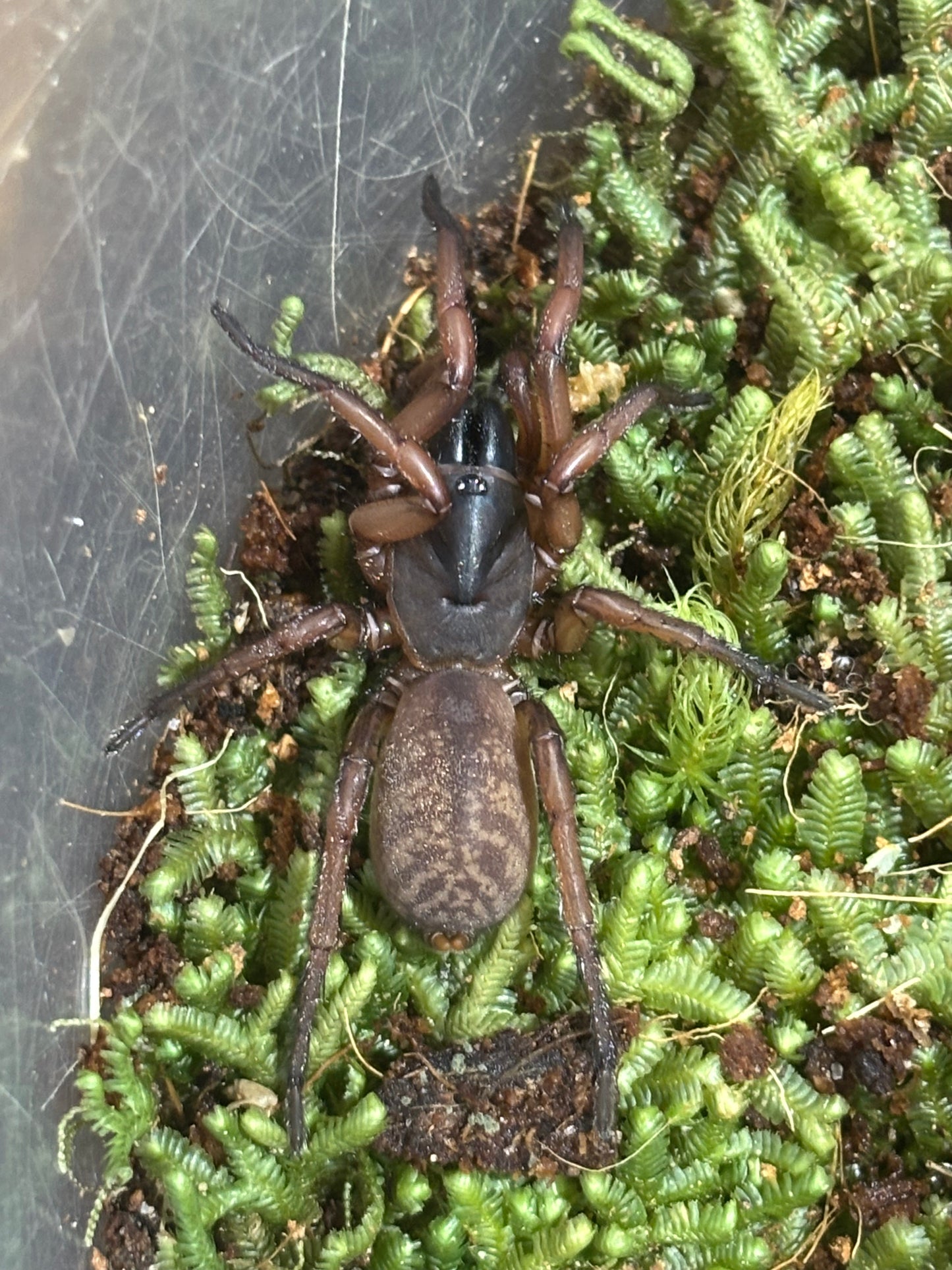 Namea sp Watsonville .