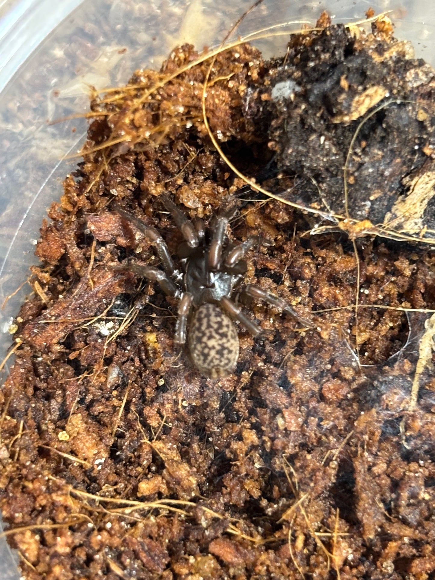 Chenistonia sp Albion park.