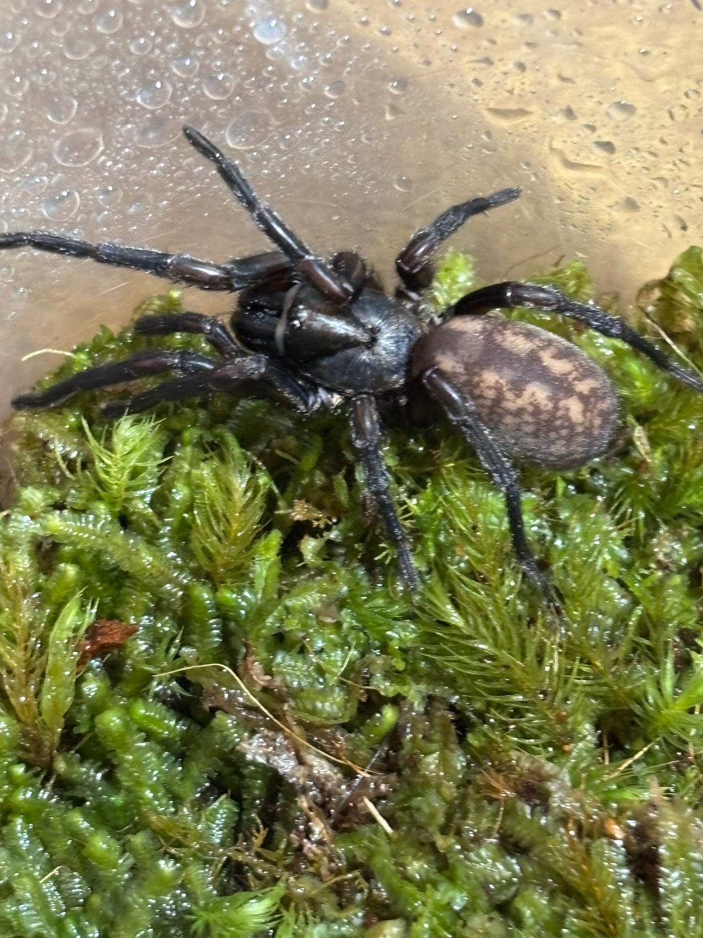 Stanwellia tallaganda.