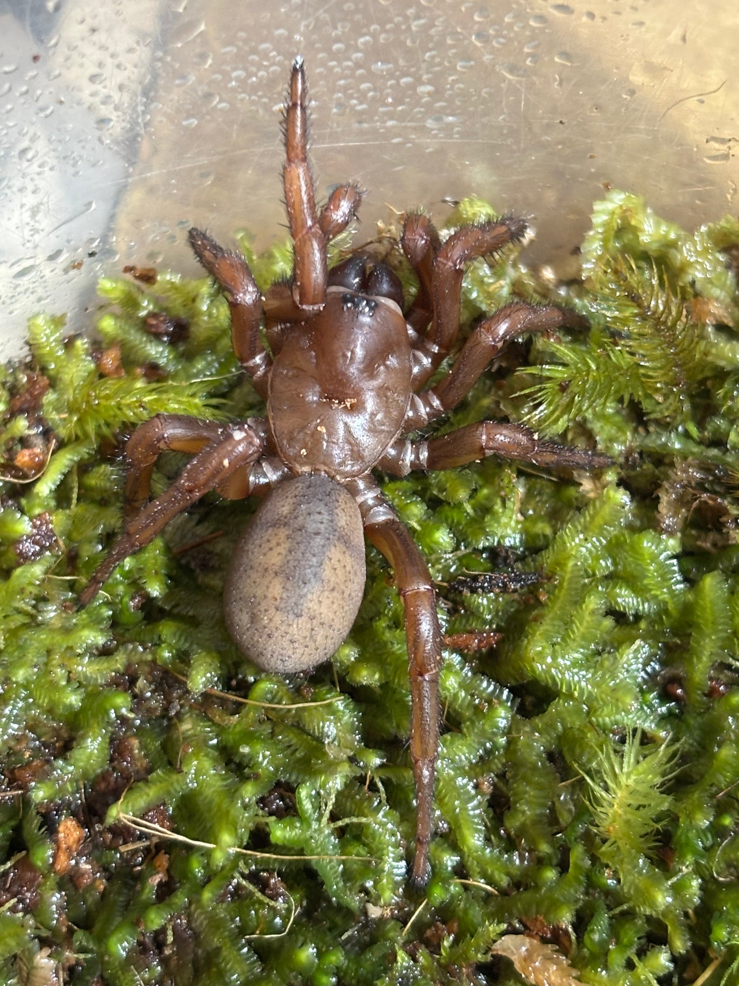 Cataxia sp Townsville.