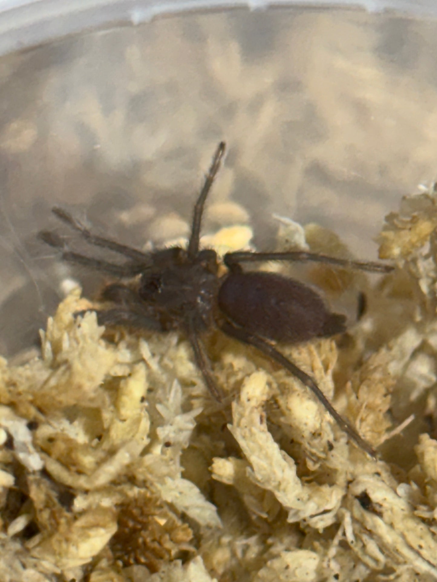 Phlogius sp Nunn small 2nd instar sling.