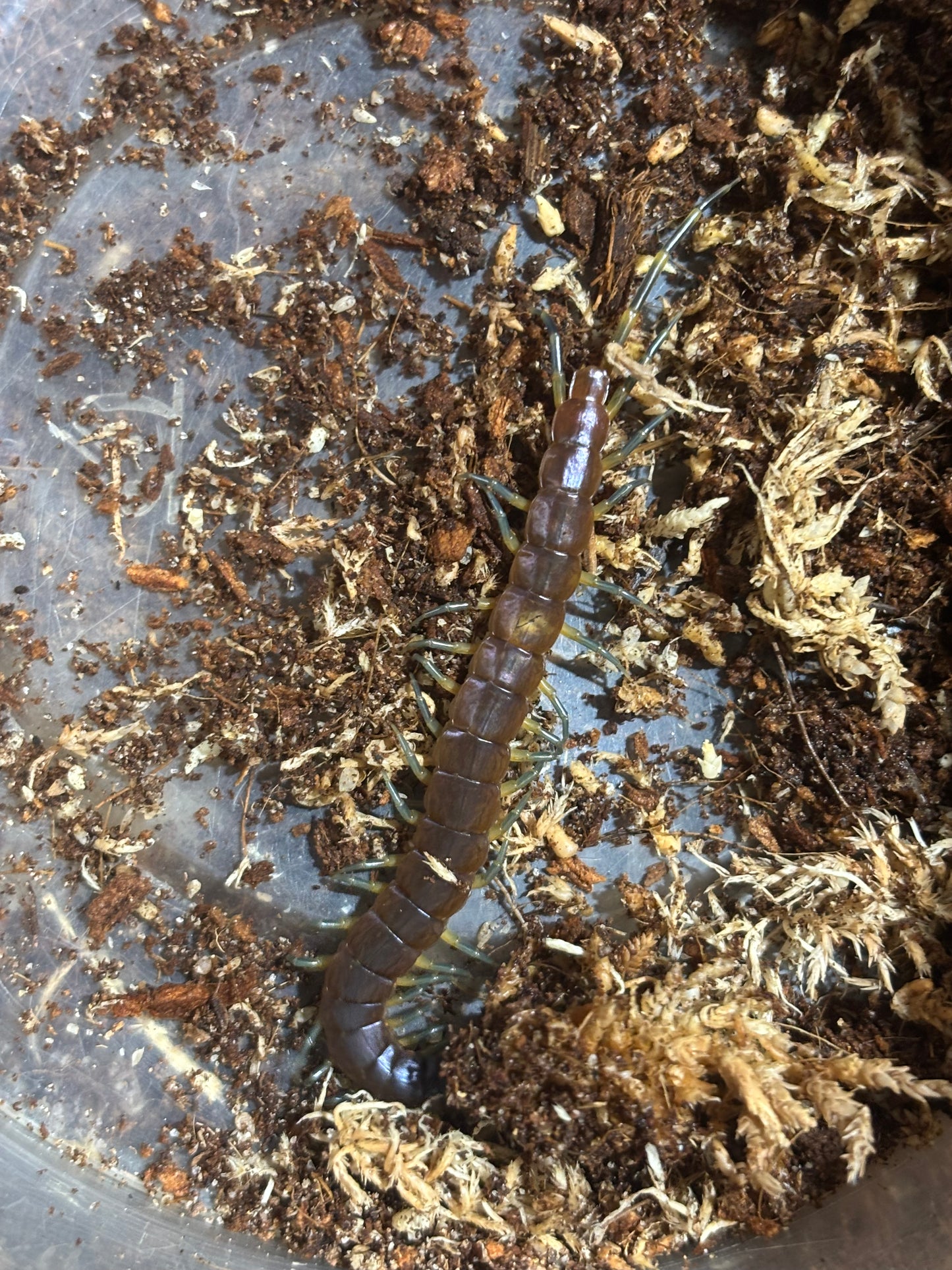 Rhysida nuda missing a rear terminal.