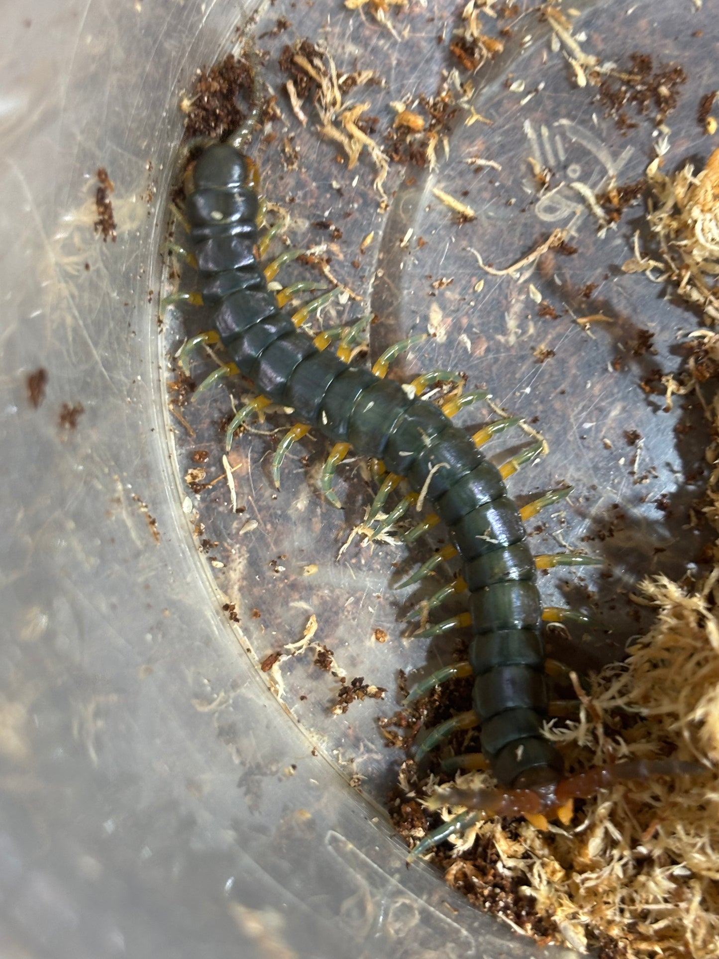 Ethmostigmus rubripes cairns green form 80 to 100mm.