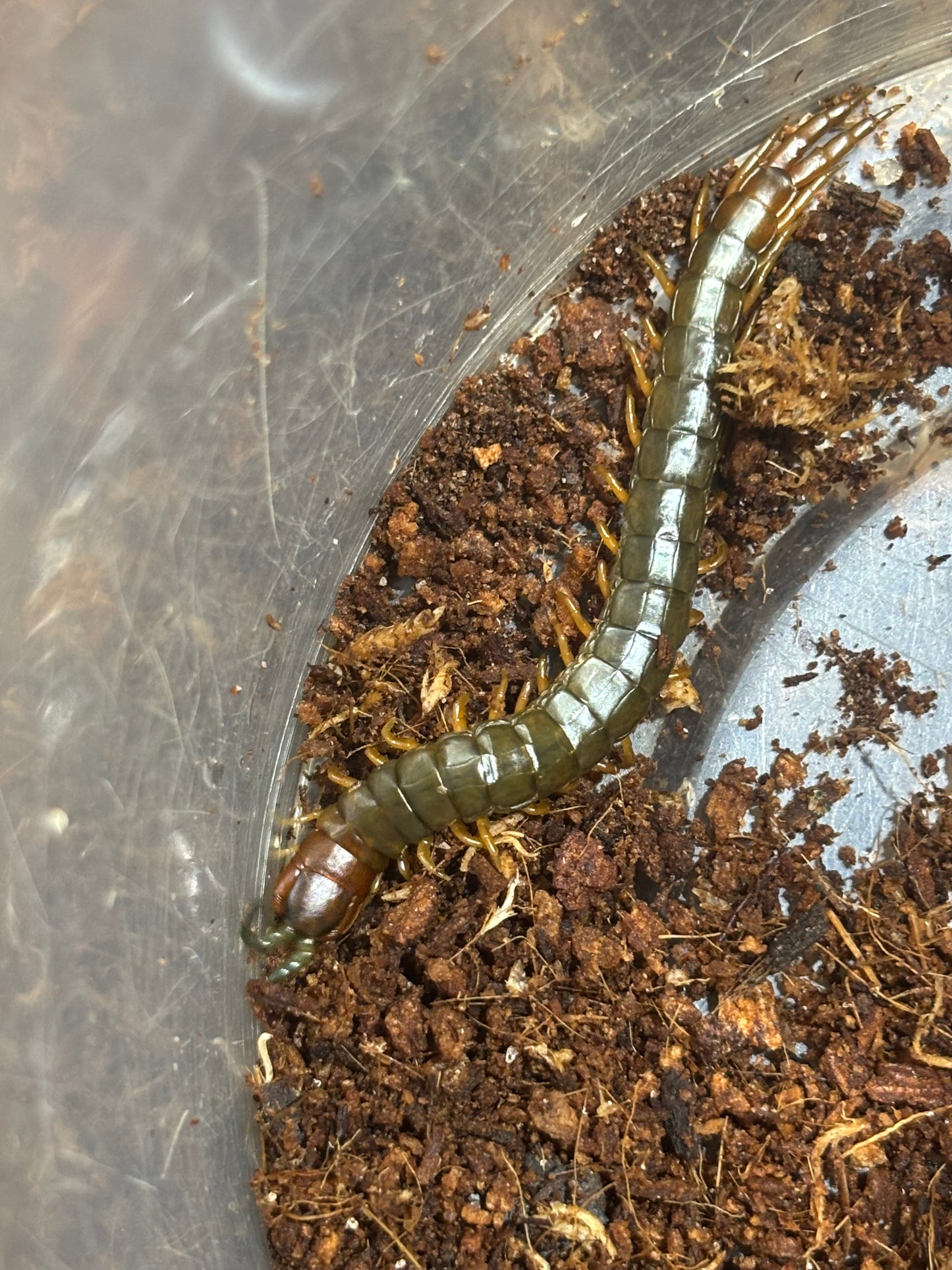 Cormocephalus sp dingo pocket.