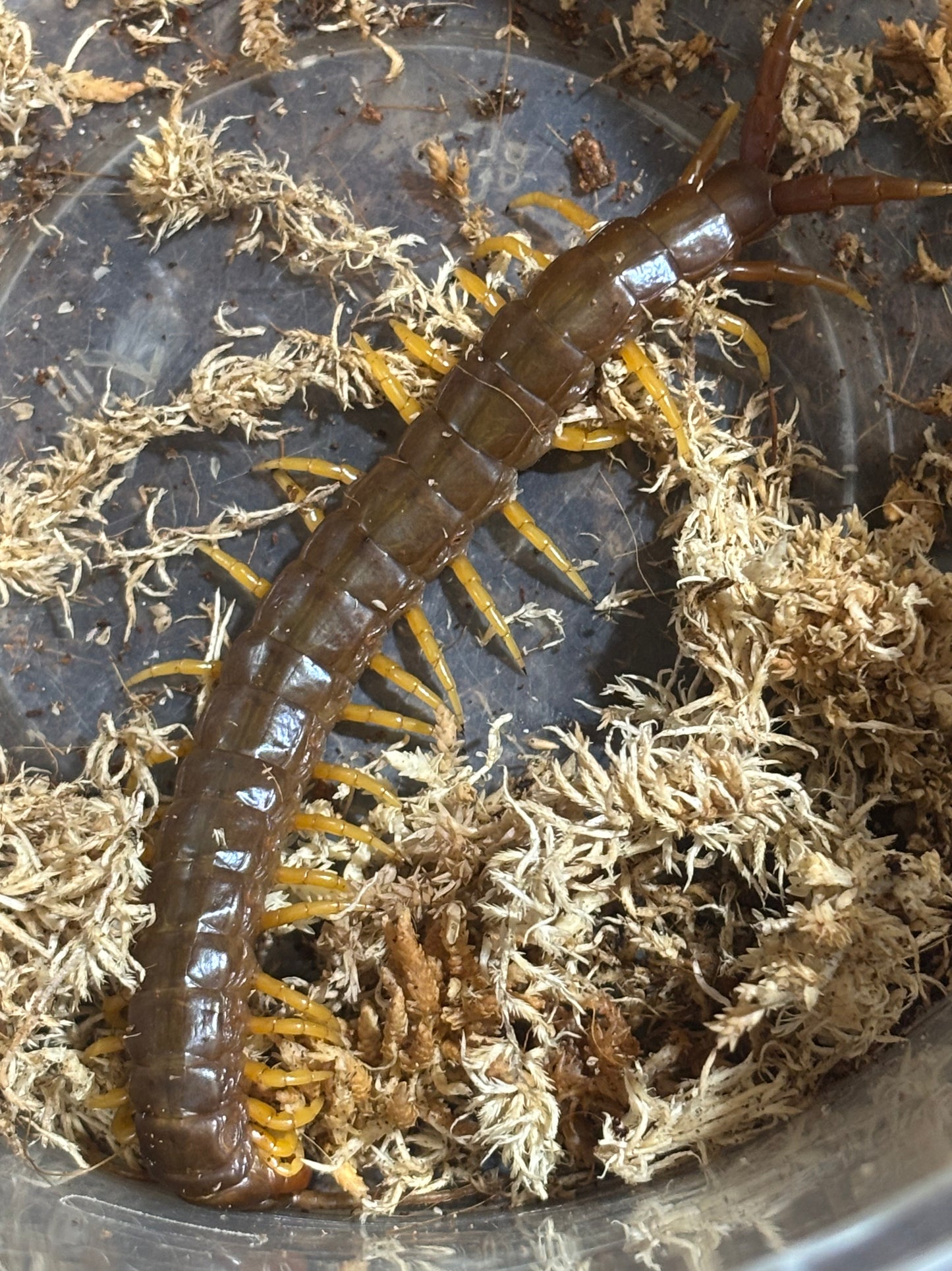 Ethmostigmus rubripes carmila orange form.