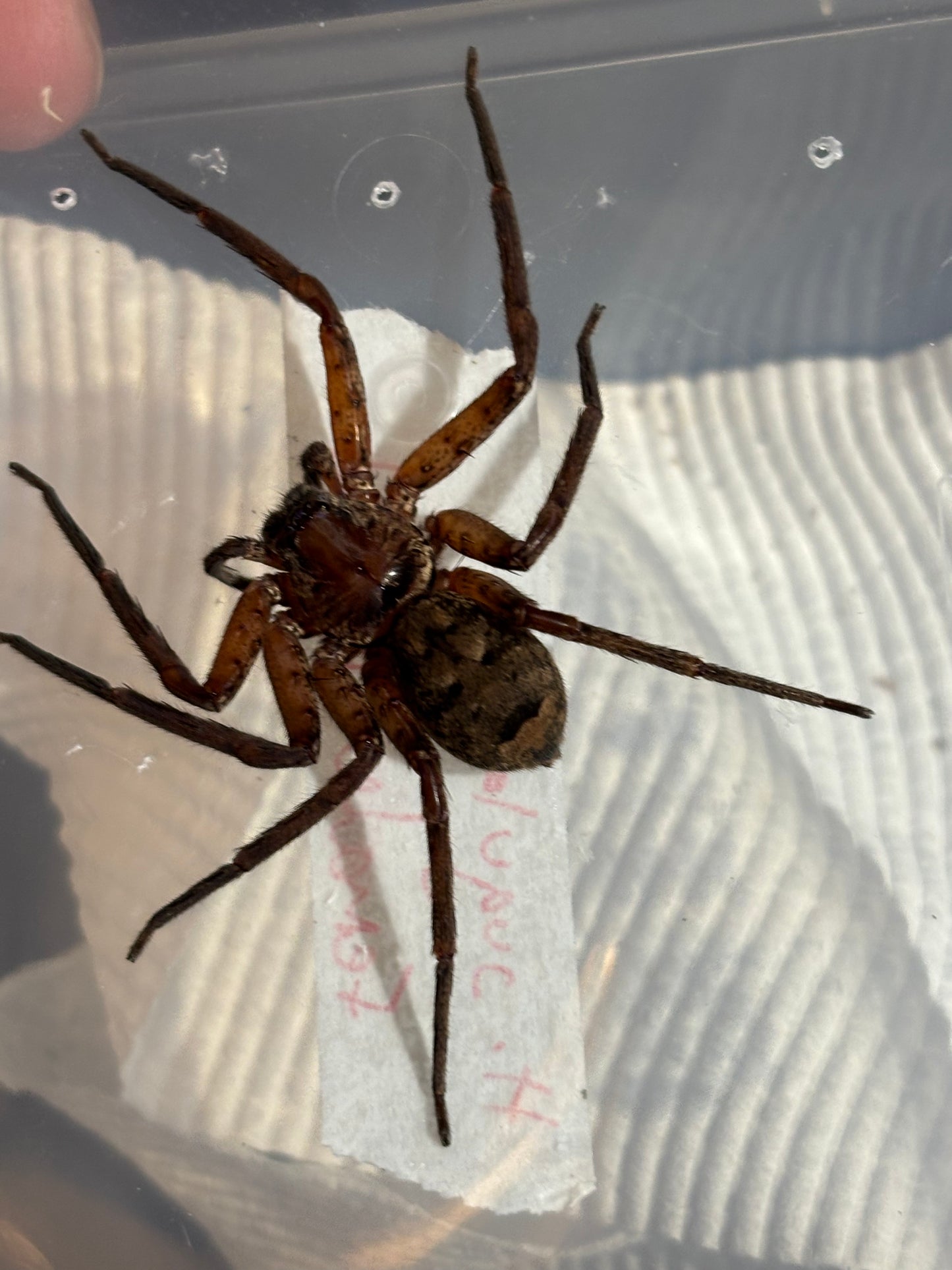 Heteropoda jugulans.