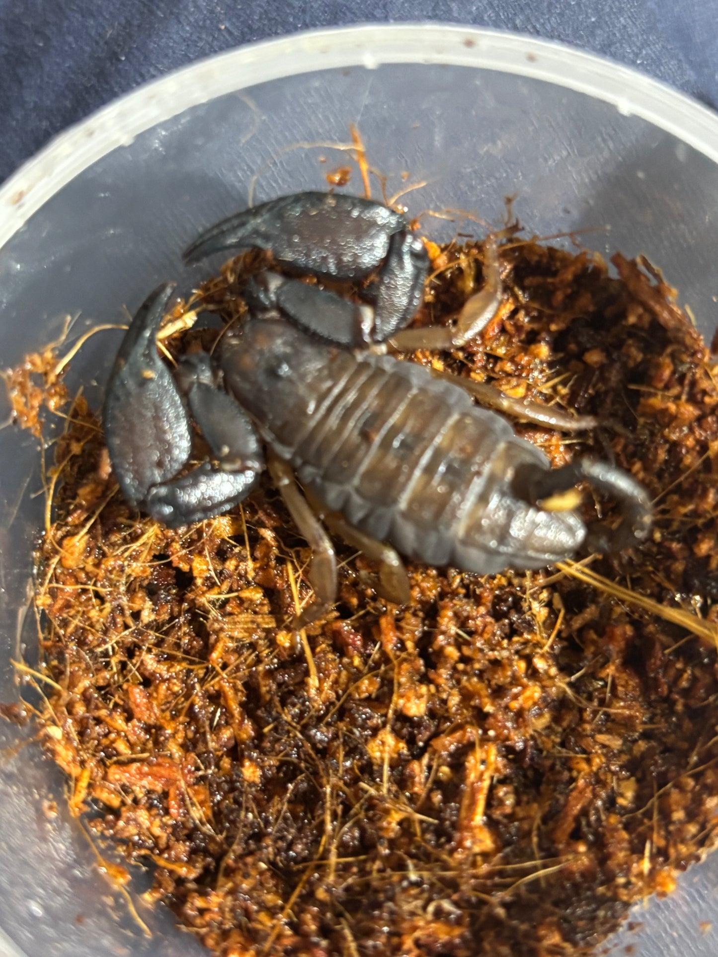 Rainforest scorpion female, benakin local.