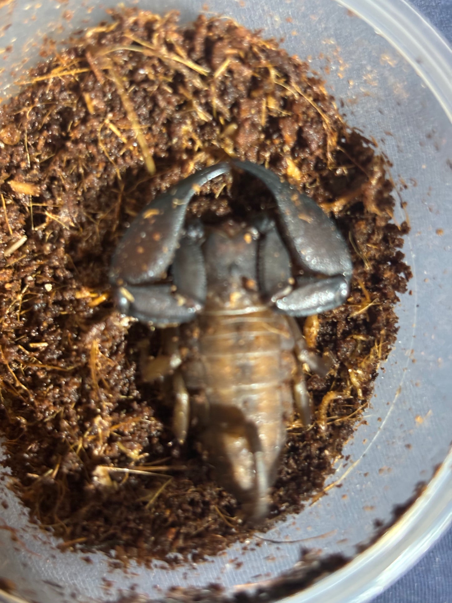 Rainforest scorpion female Proserpine local.