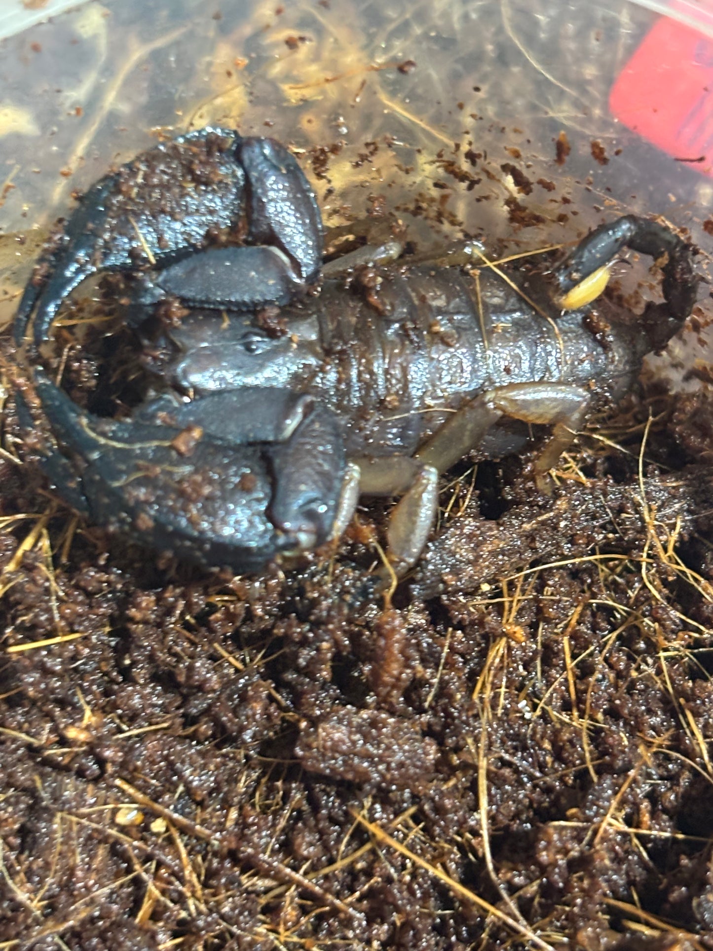 Rainforest Scorpion (Hormorus Sp, Cardstone Locale) Female