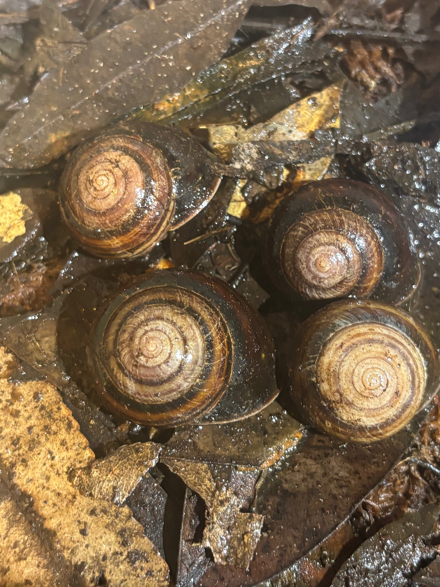 Banded snails from kroombit area.