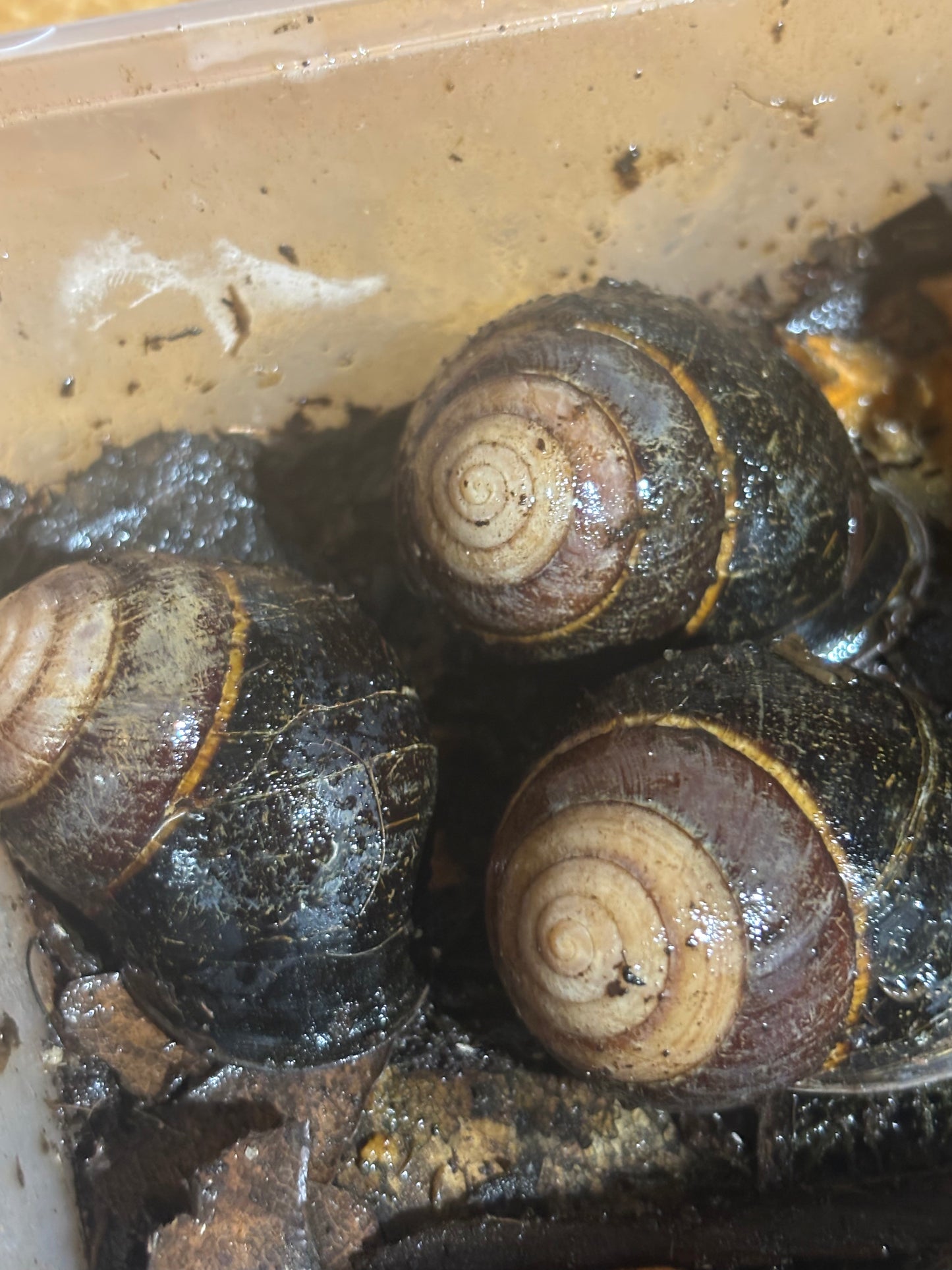 Sphaerospira Blomfieldi