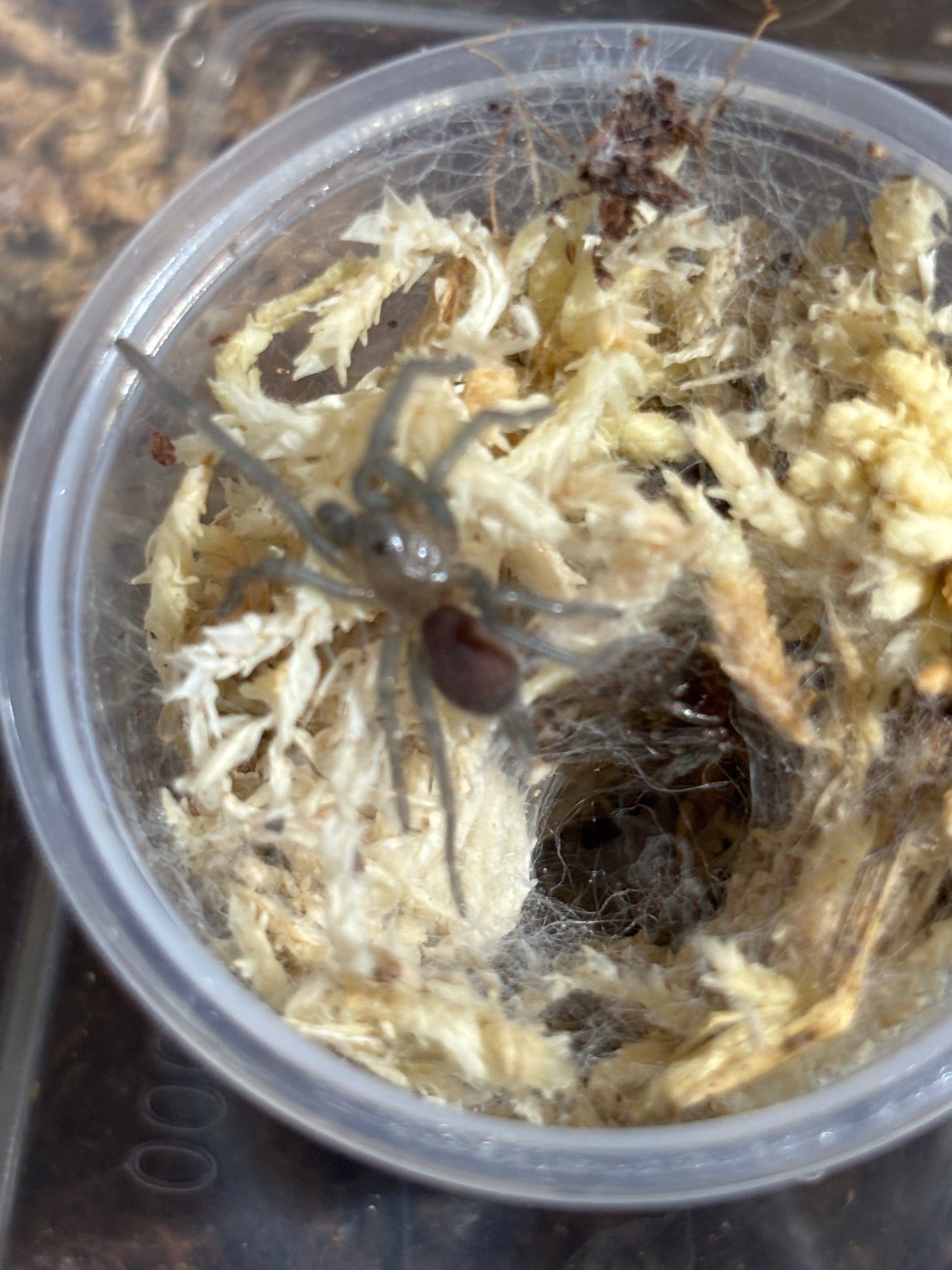 Phlogius crassipies Cape Gloucester local 2nd instar sling.