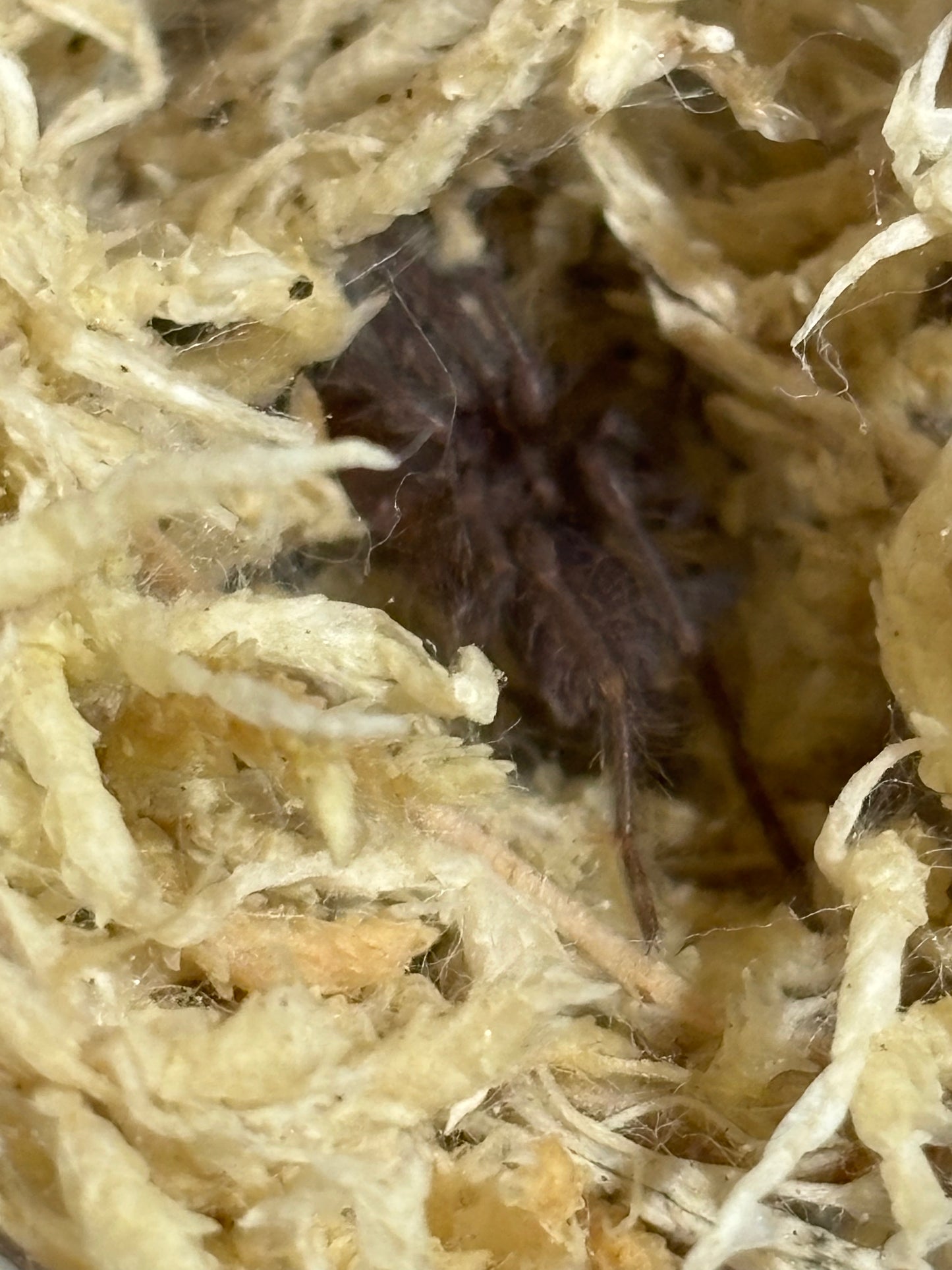 Phlogius sp quinaken / max advanced sling.