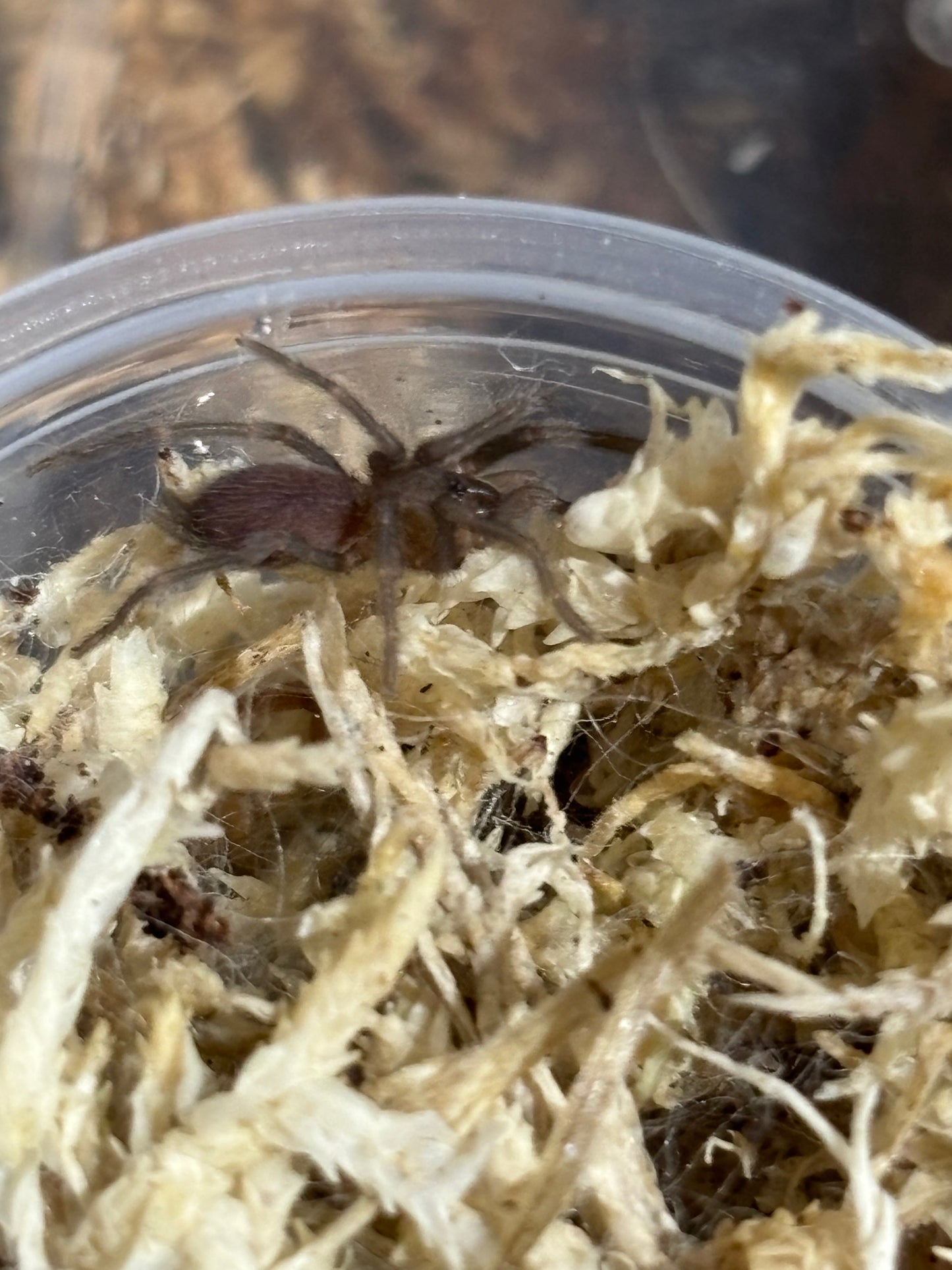 Phlogius sarina small 2nd instar sling.