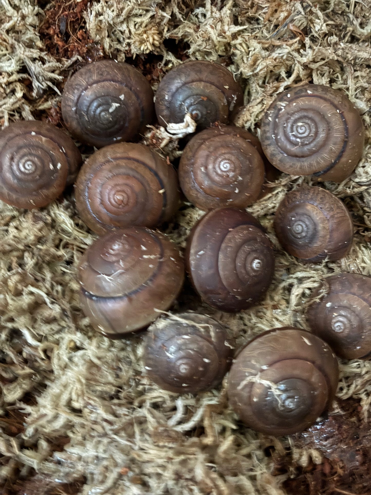 Hadra bipartita juvenile.