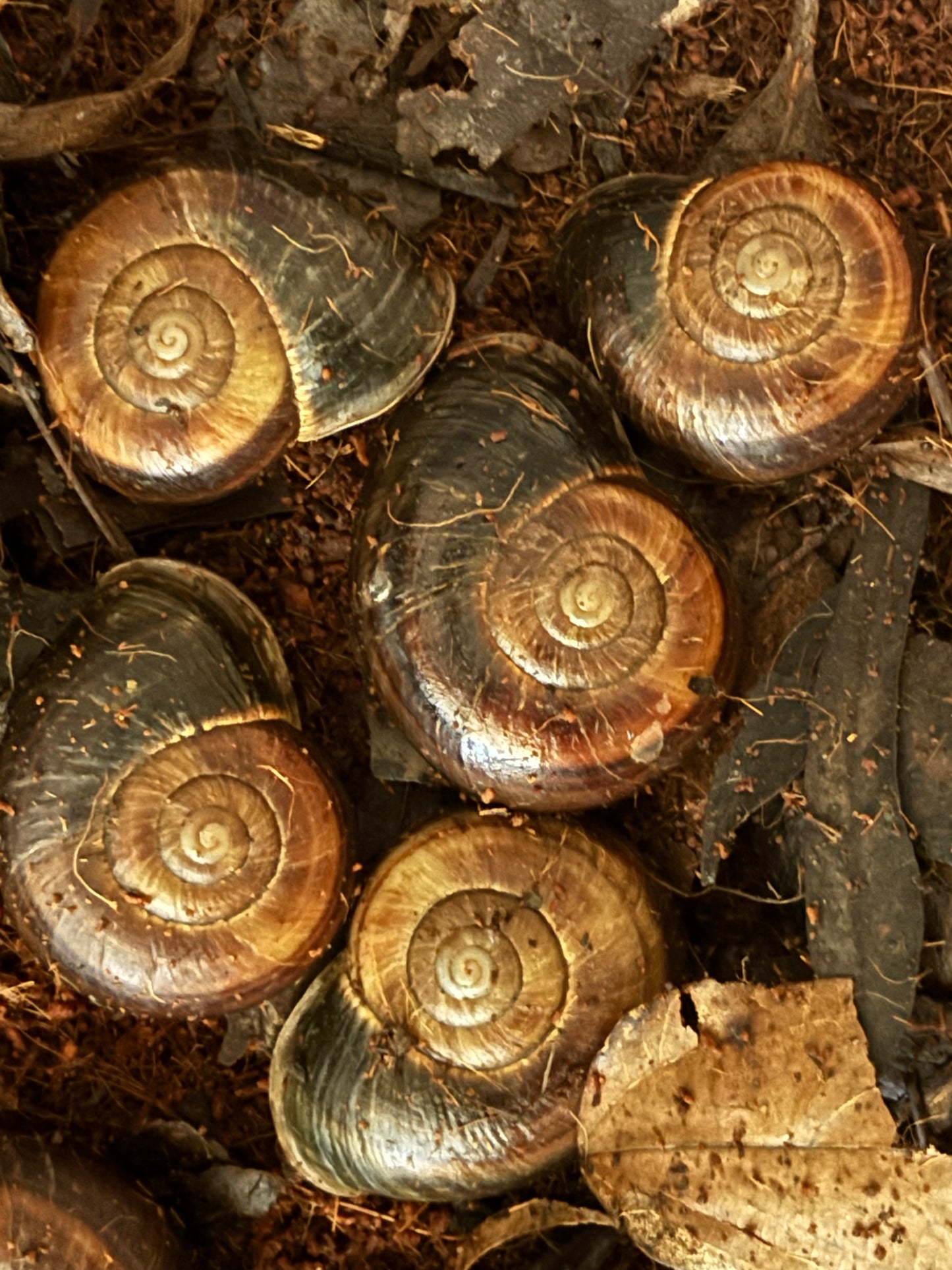 Hay’s flat coiled snail .