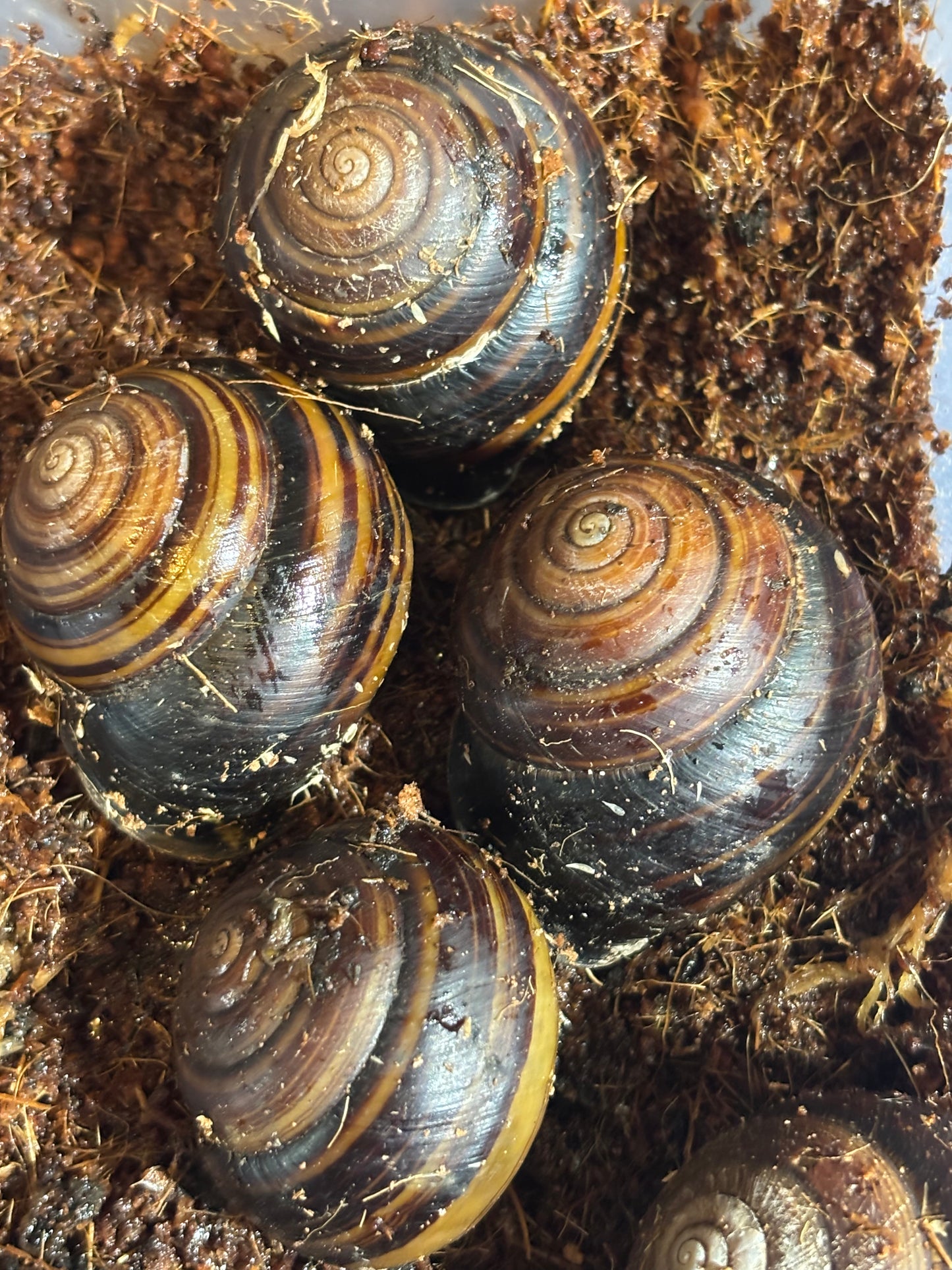 Banded snail from Cardwell QLD.
