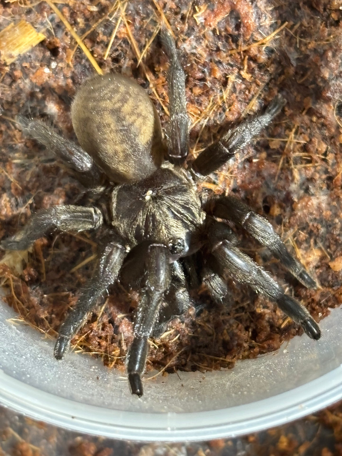 Ozicrypta sp Mt Carbine.