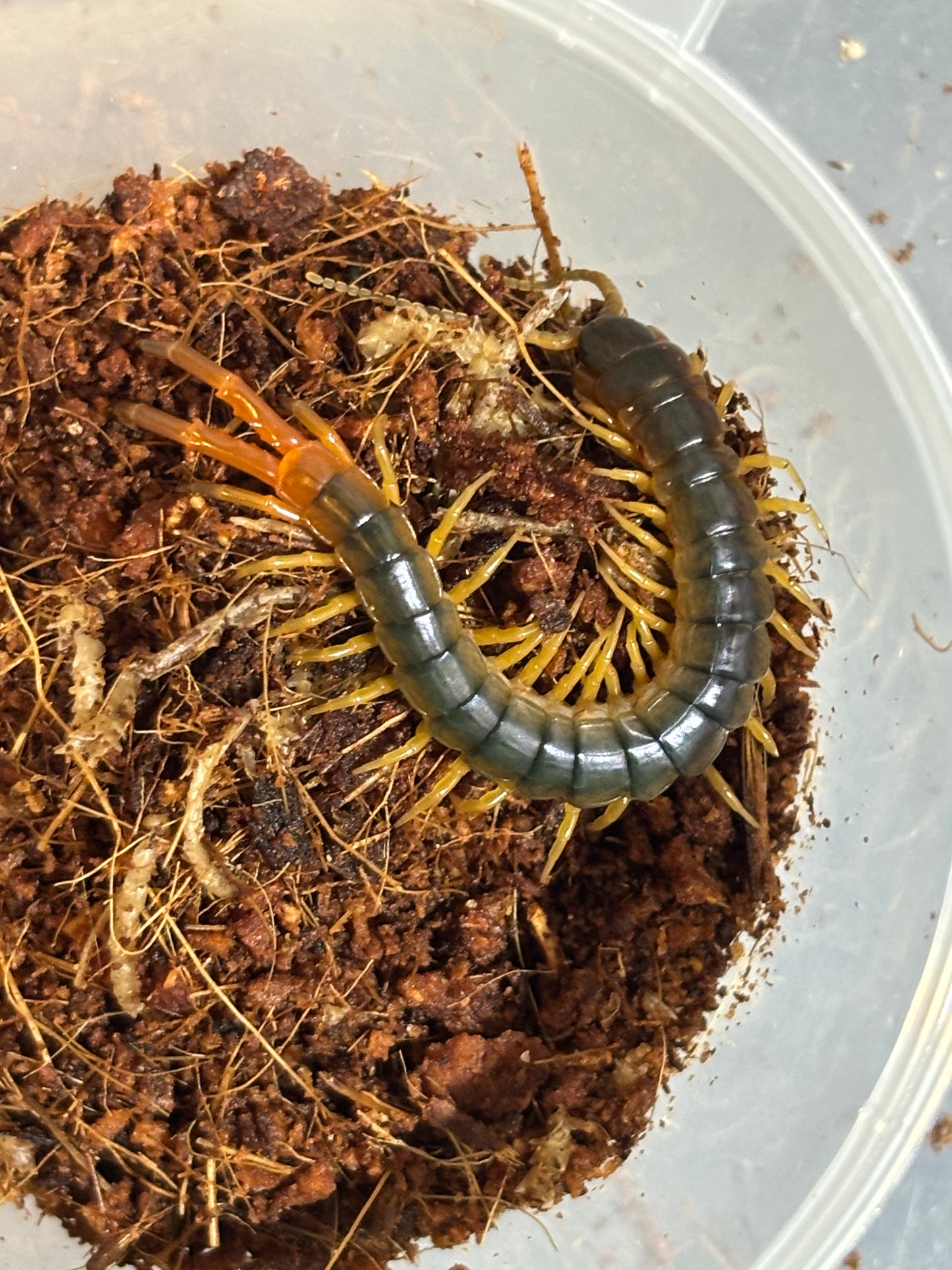 Ethmostigmus rubripes Watsonville area about 60mm.