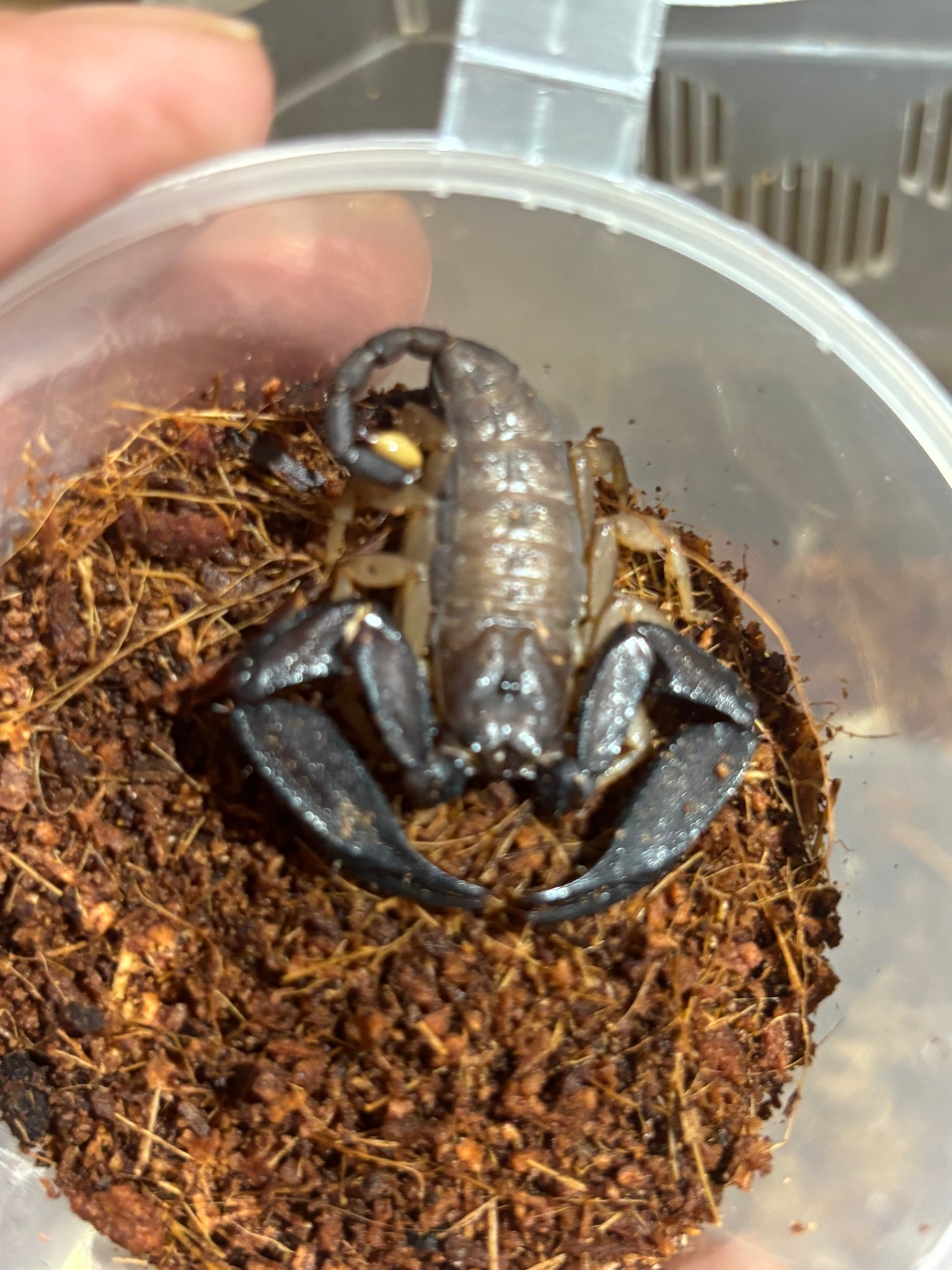 Rainforest scorpion male cardwell area.