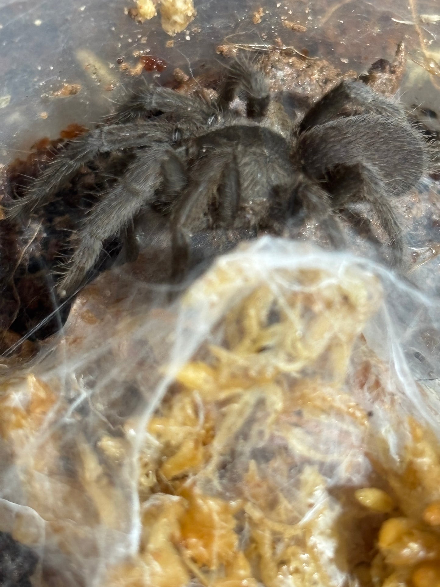 Coremiocnemis tropix 25mm leg span cardstone area.